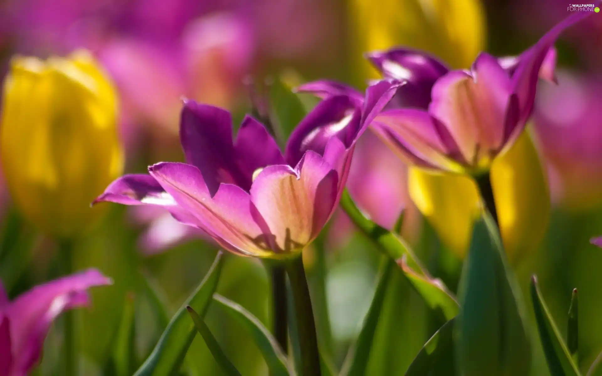 Tulips, Garden