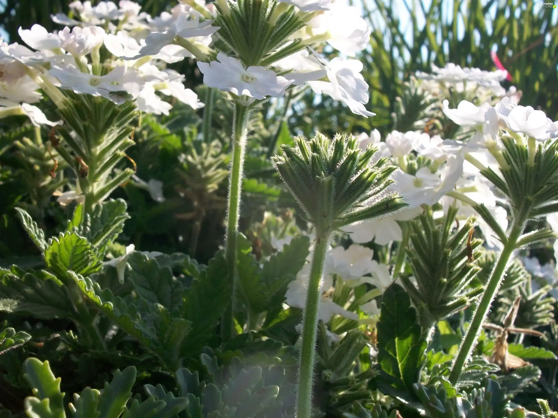 White, Verbena garden