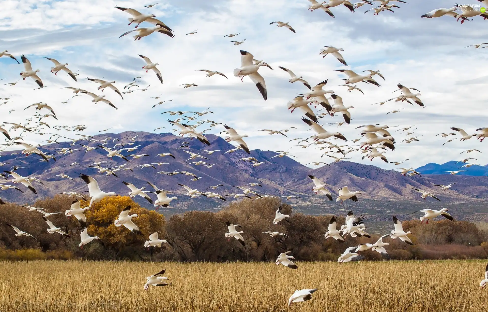 geese, Mountains, White