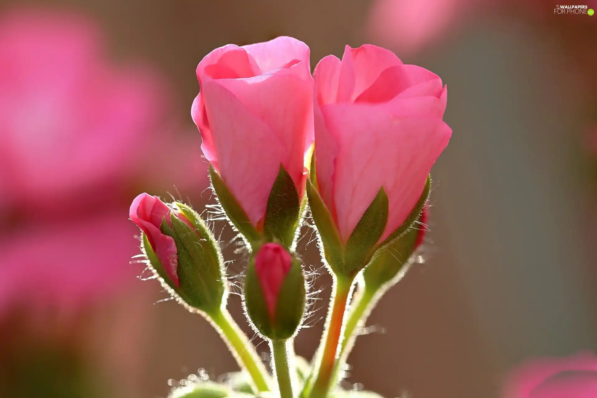 Pink, Geranium