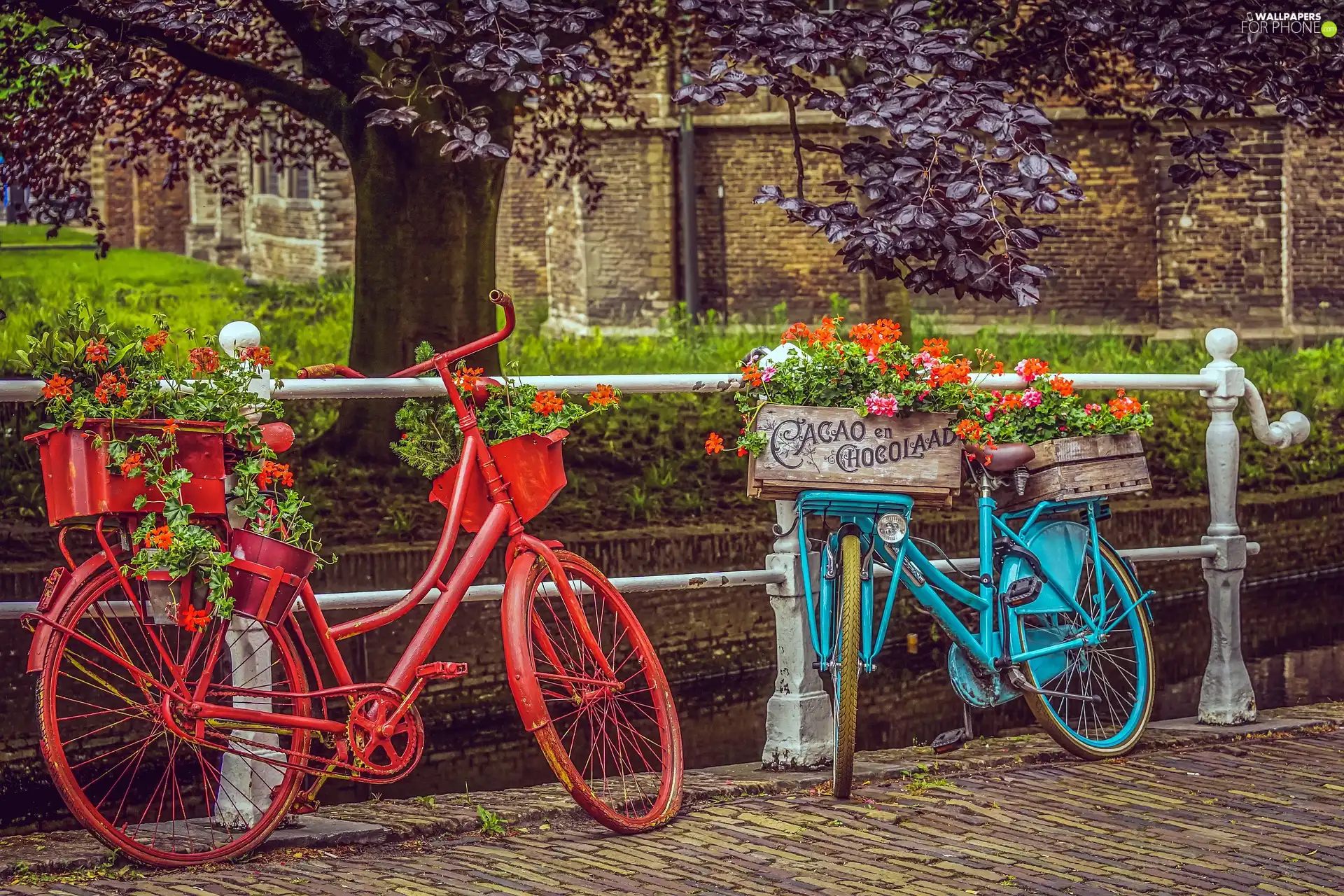 blue, Bikes, Flowers, Red, Two cars, boxes, geraniums