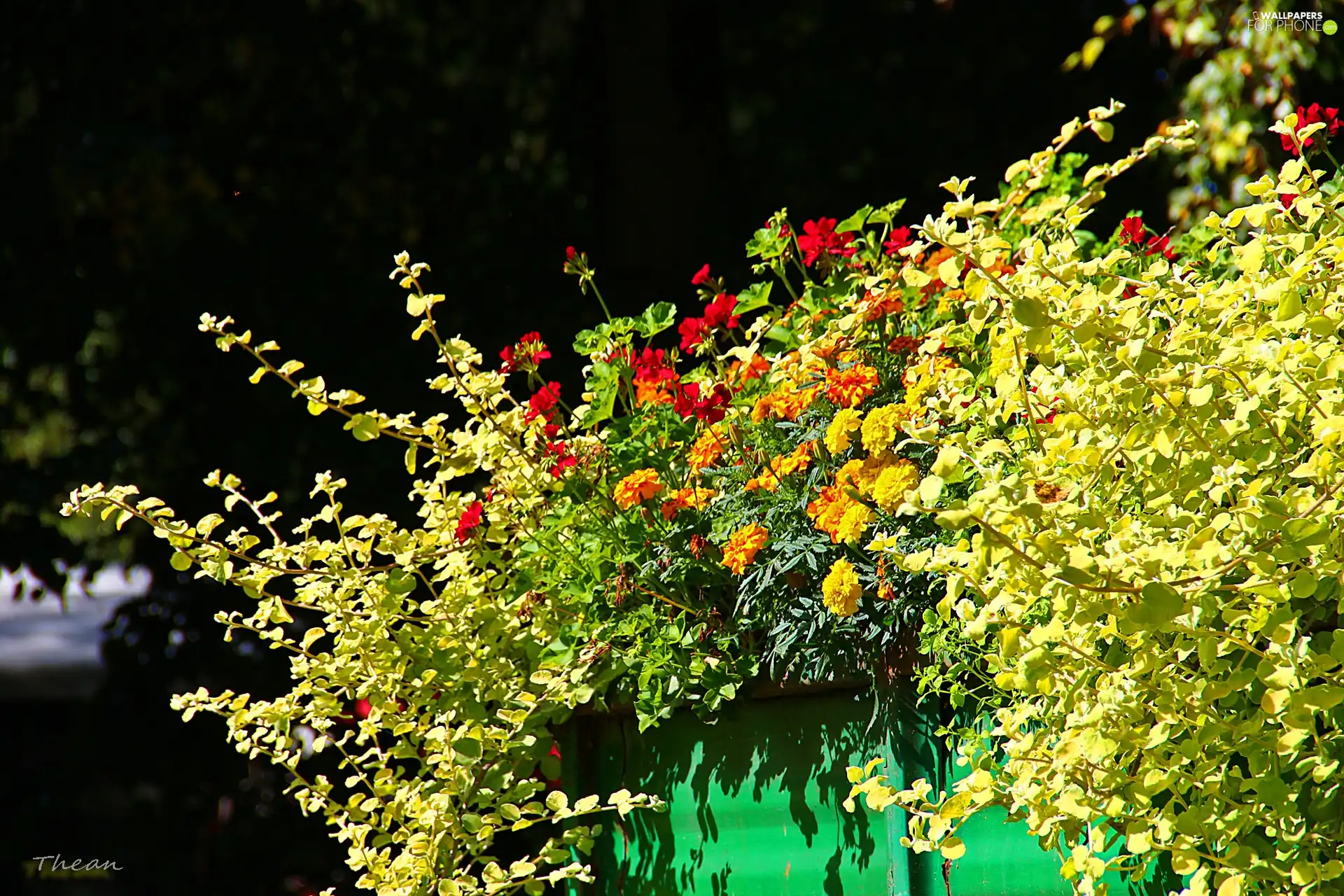 geraniums, Flowers, Tagetes