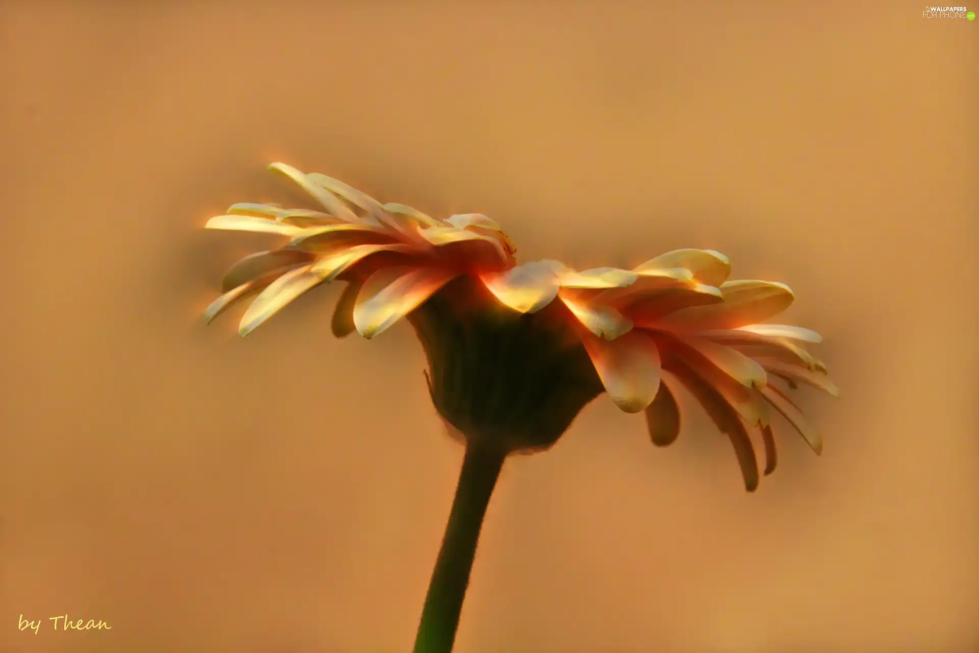 flakes, Colourfull Flowers, Gerber