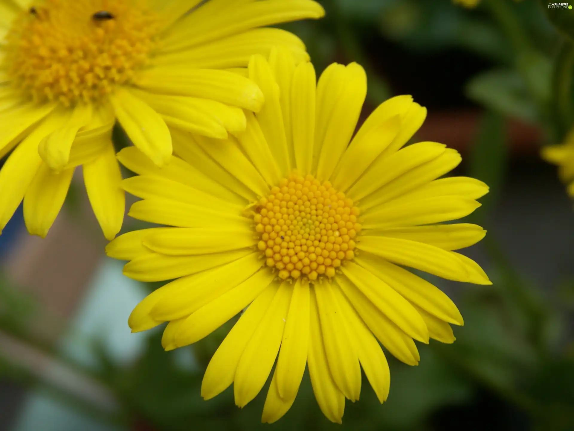 Yellow, Colourfull Flowers, Gerber, spring