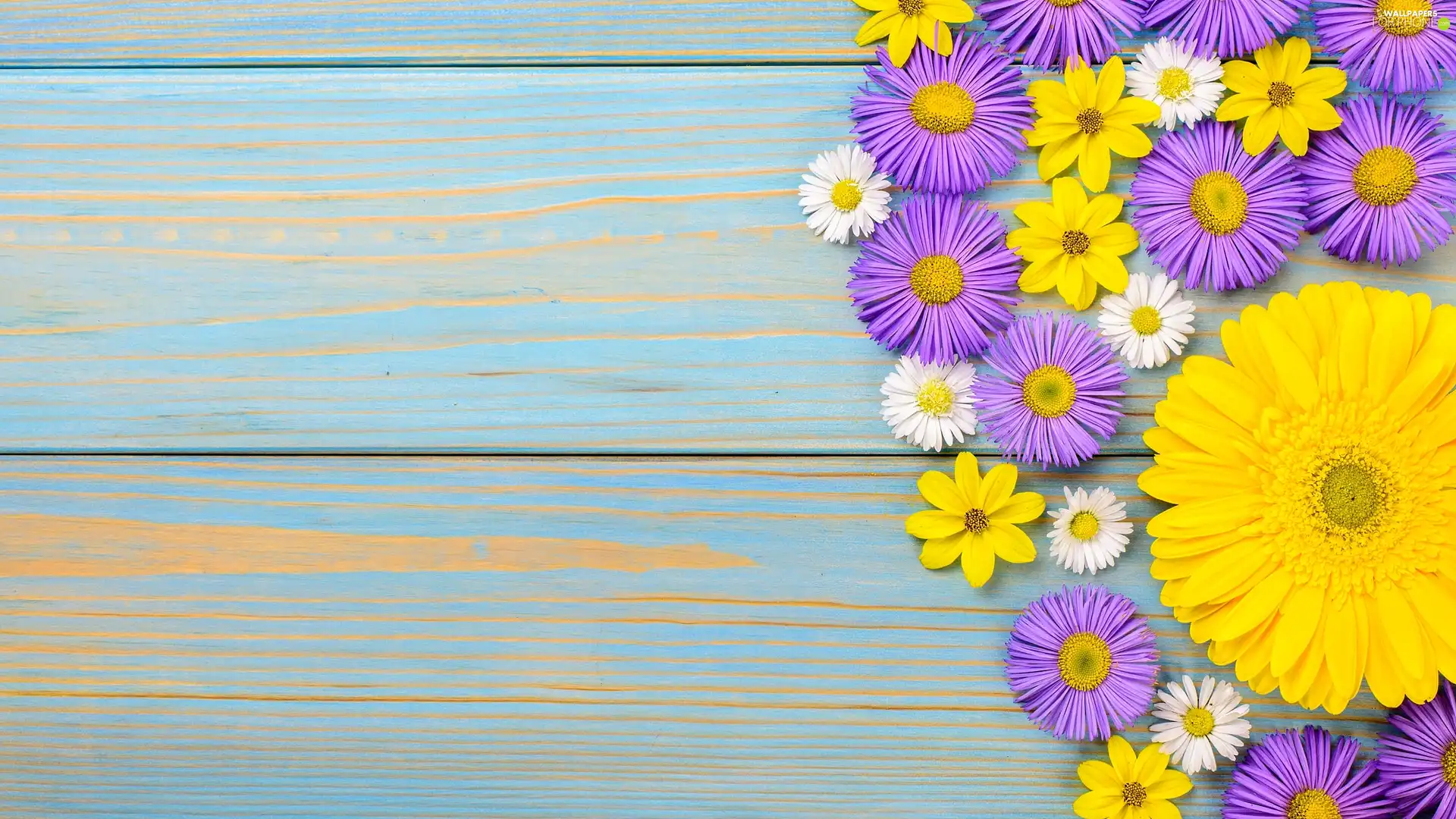 daisies, Astra, boarding, Gerbera