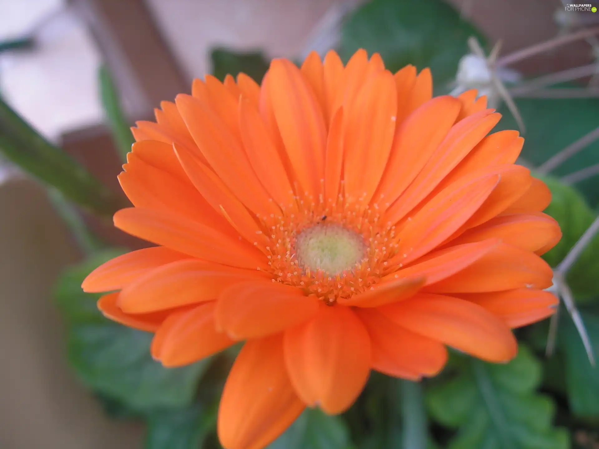 Orange, Gerbera