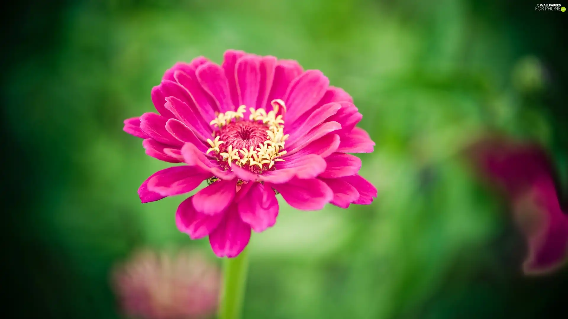 Pink, zinnia