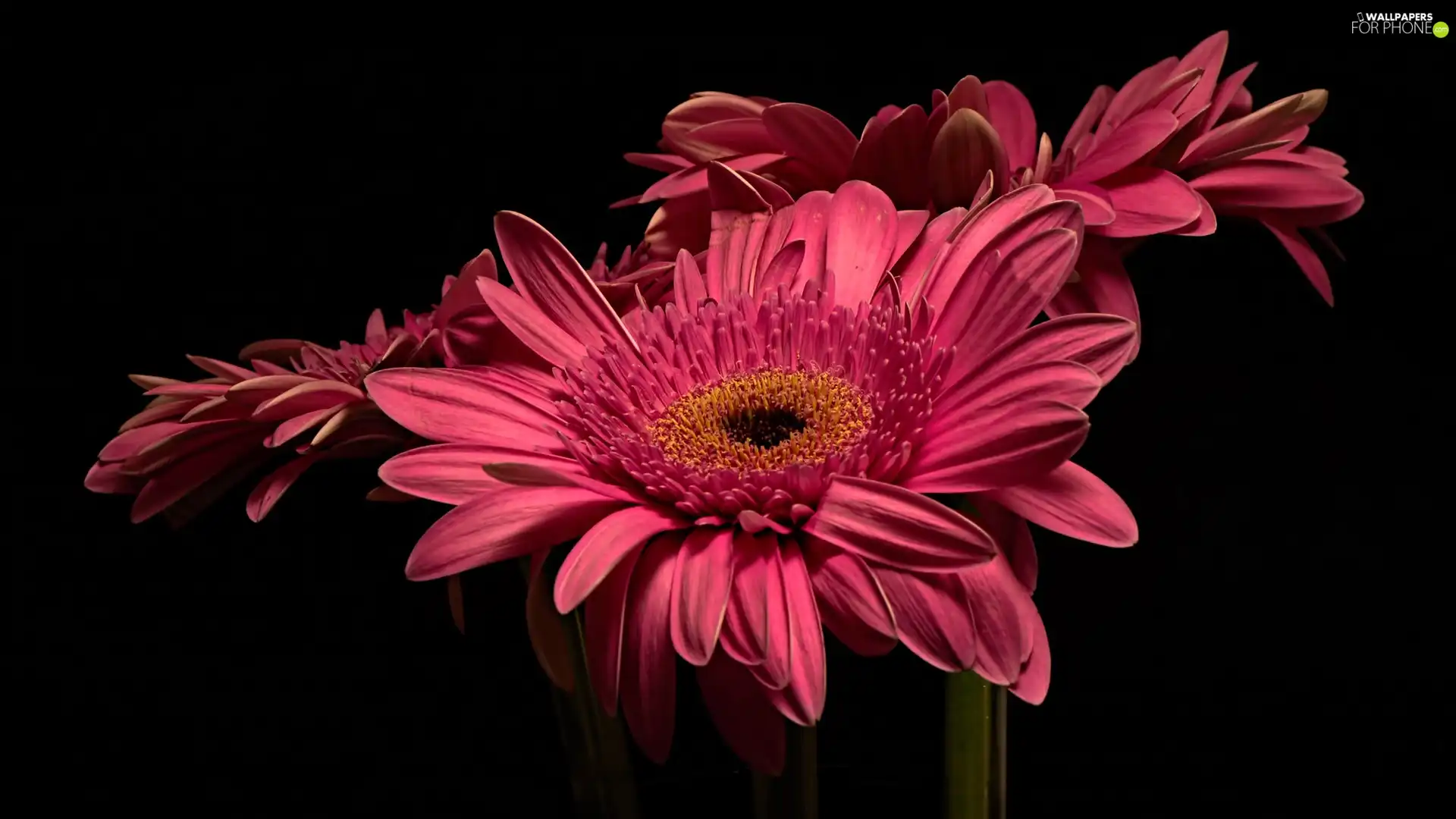 Flowers, Black, background, gerberas