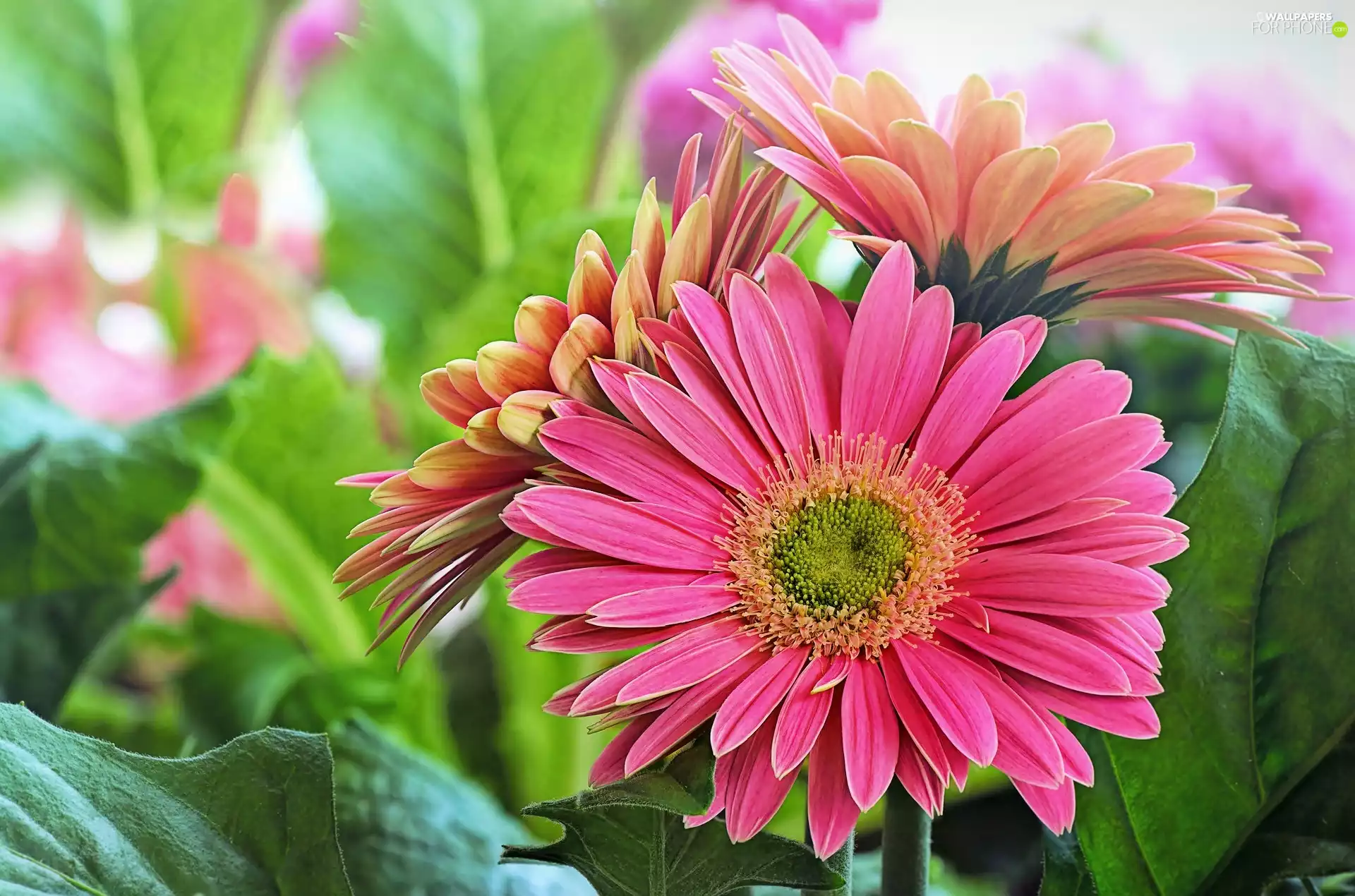 gerberas, Pink, Flowers