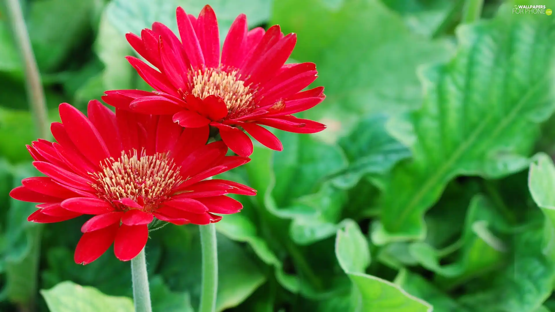 Red, gerberas