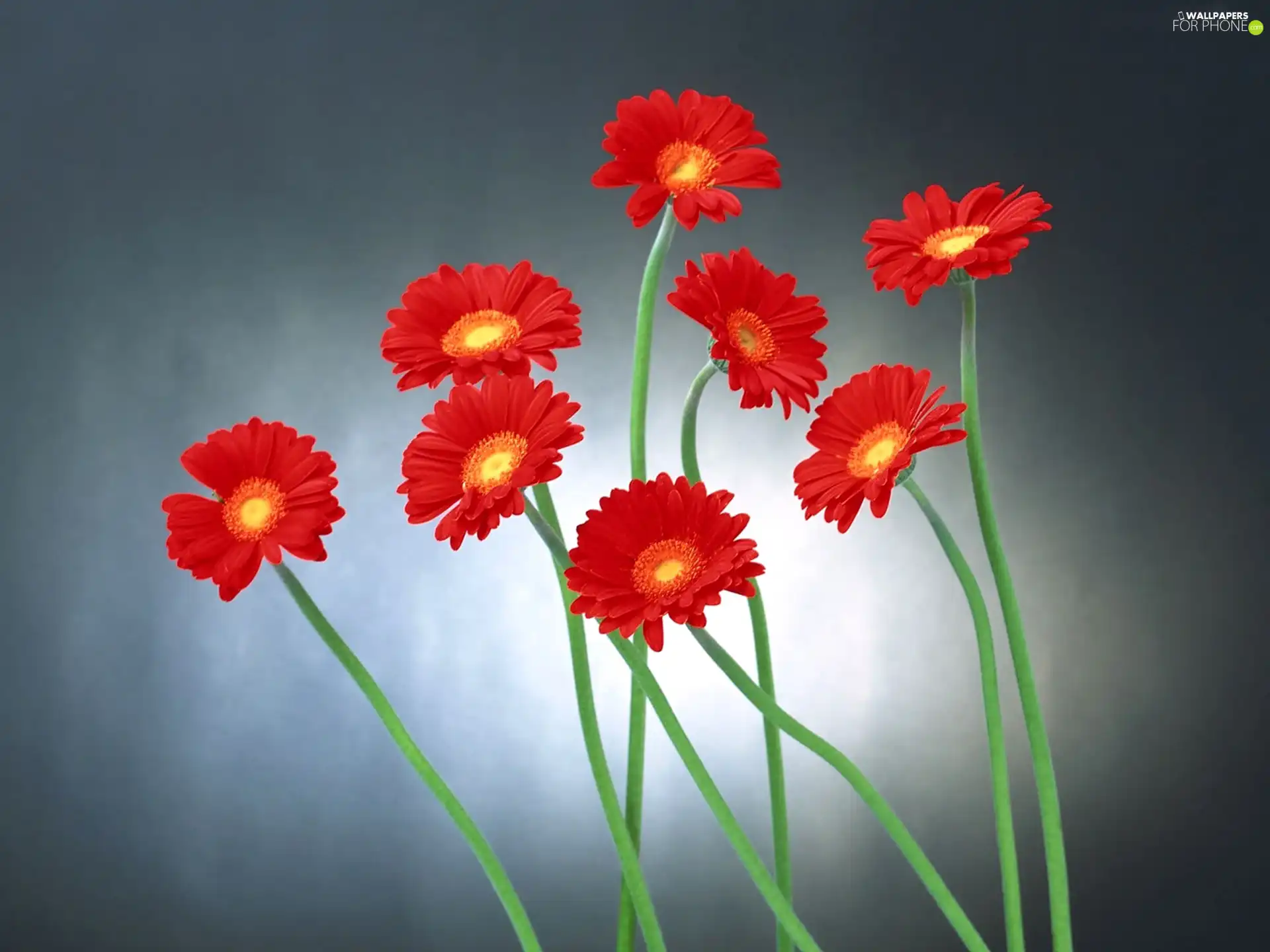 Red, gerberas