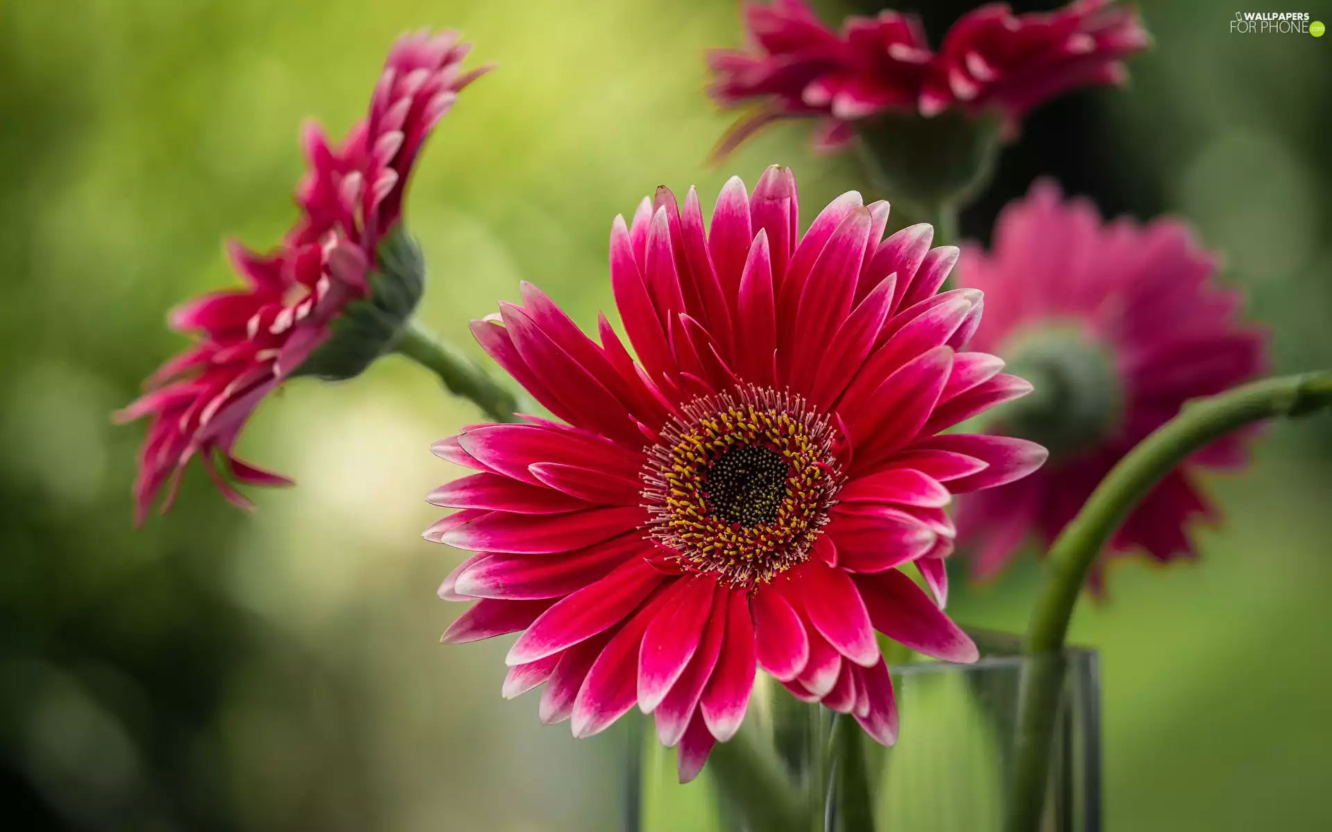 gerberas, Flowers, Red