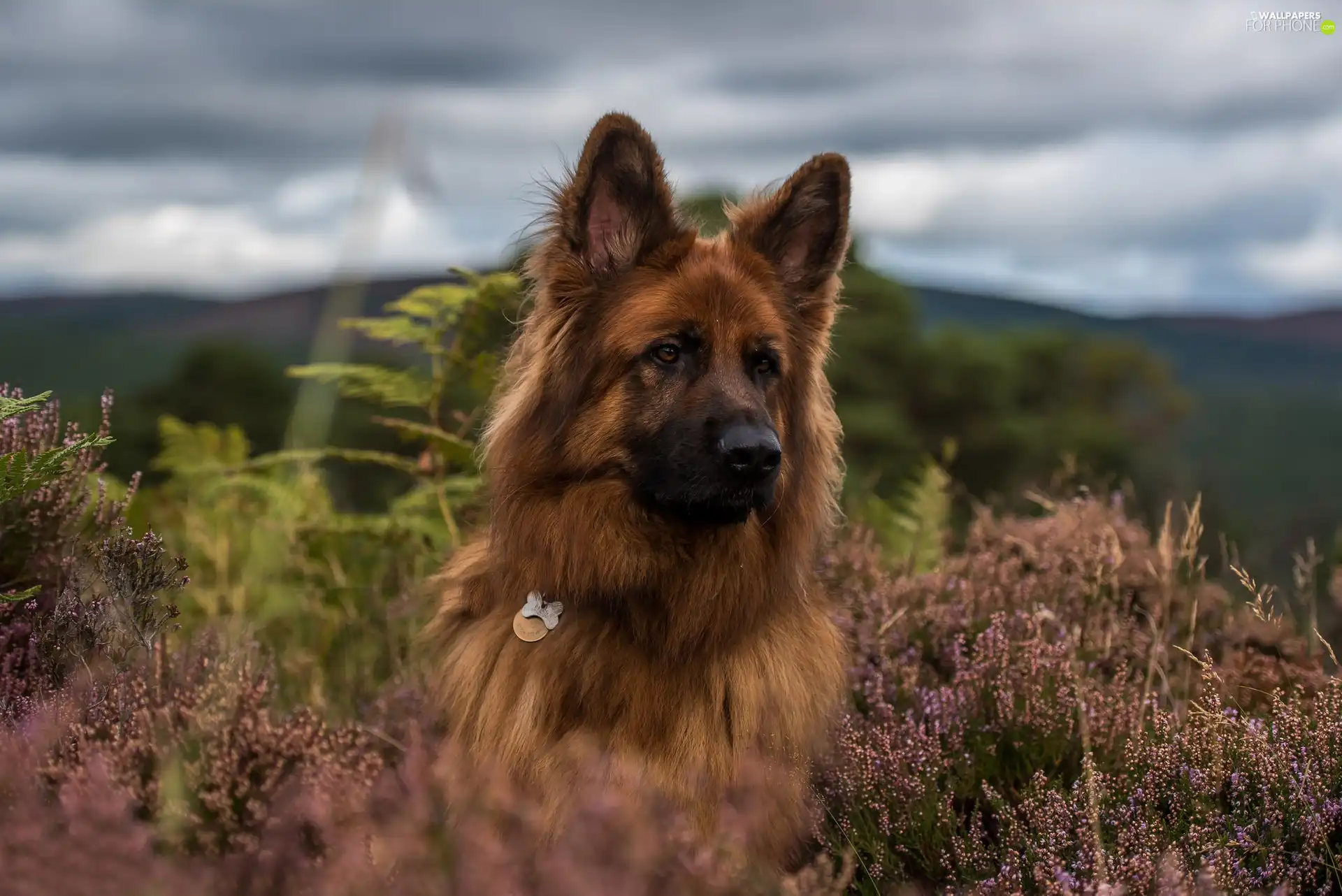 heathers, Long Haired German Shepherd, dog