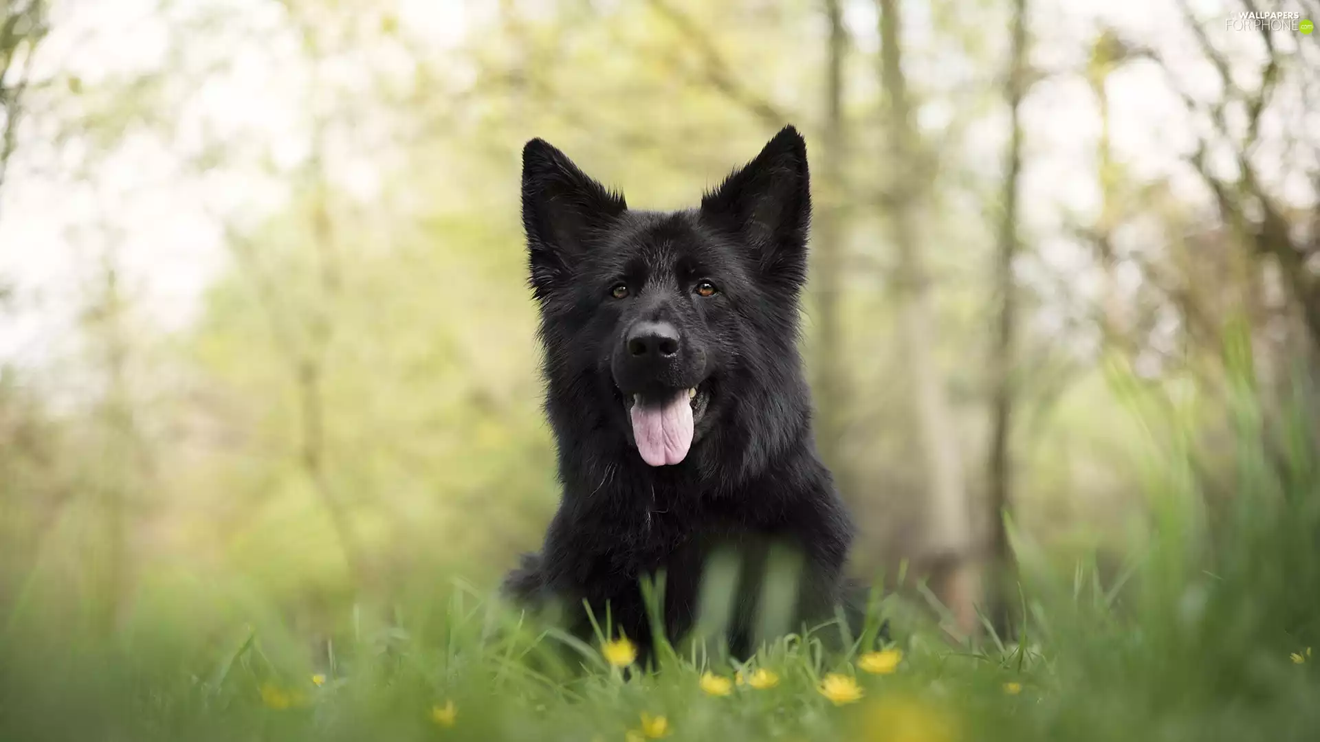 Black German Shepherd Dog, Meadow