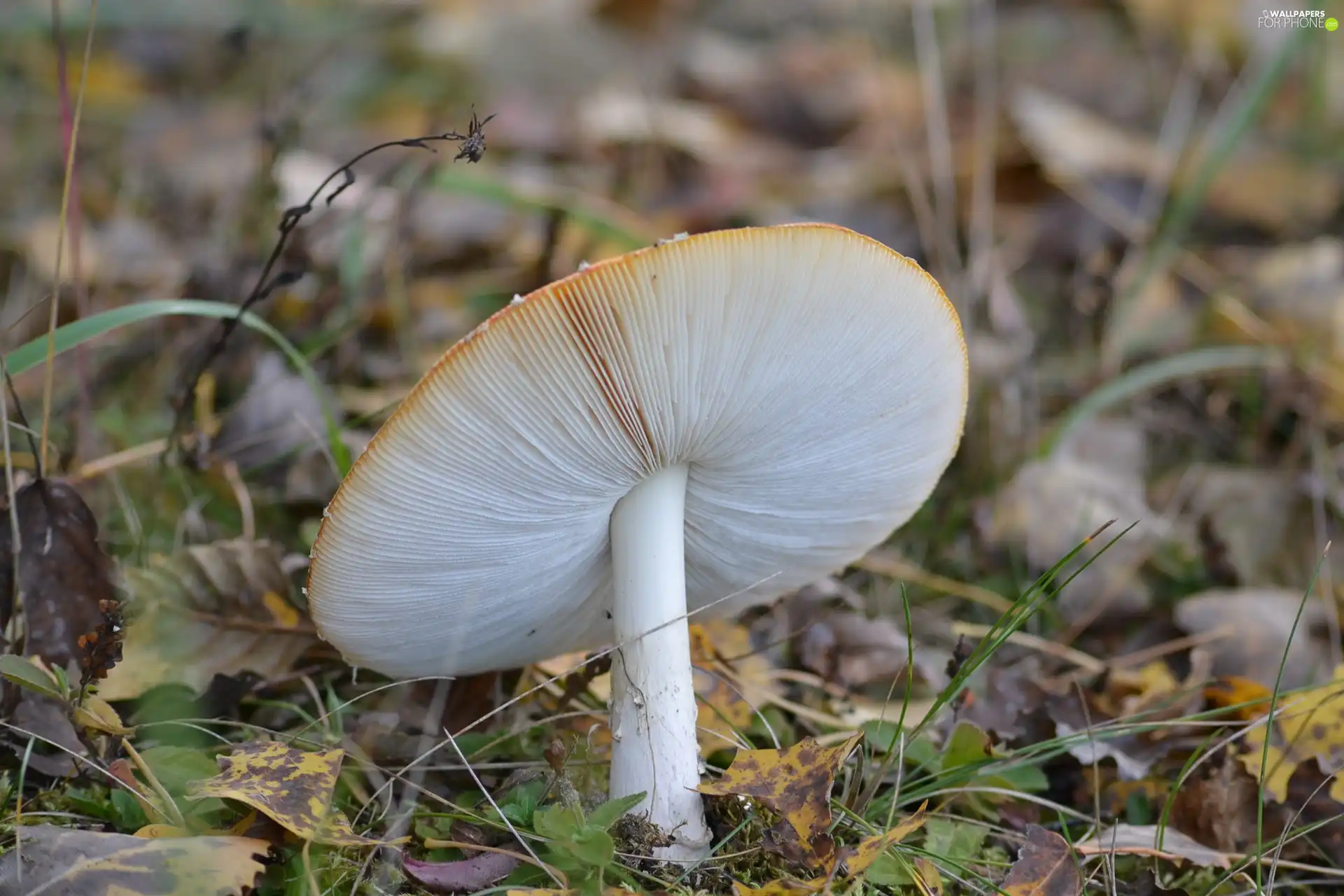 hat, Red toadstool, Gills