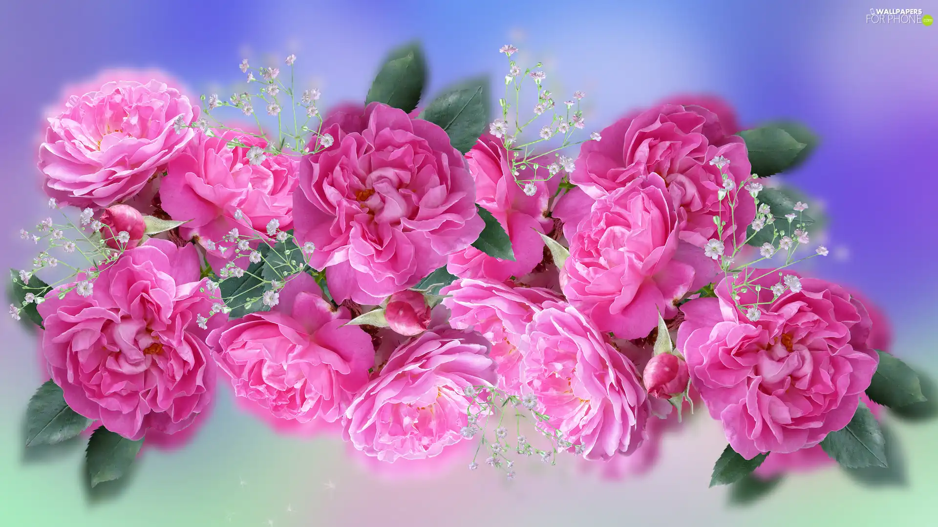 Gipsówka, Flowers, roses