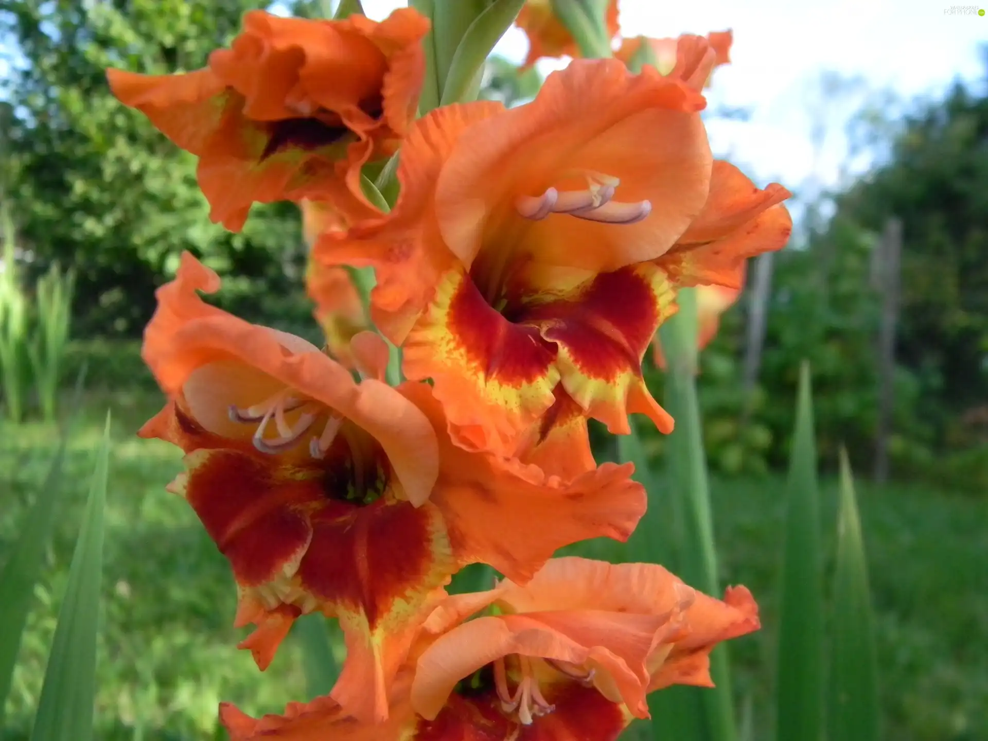 gladiolus, orange, Yellow