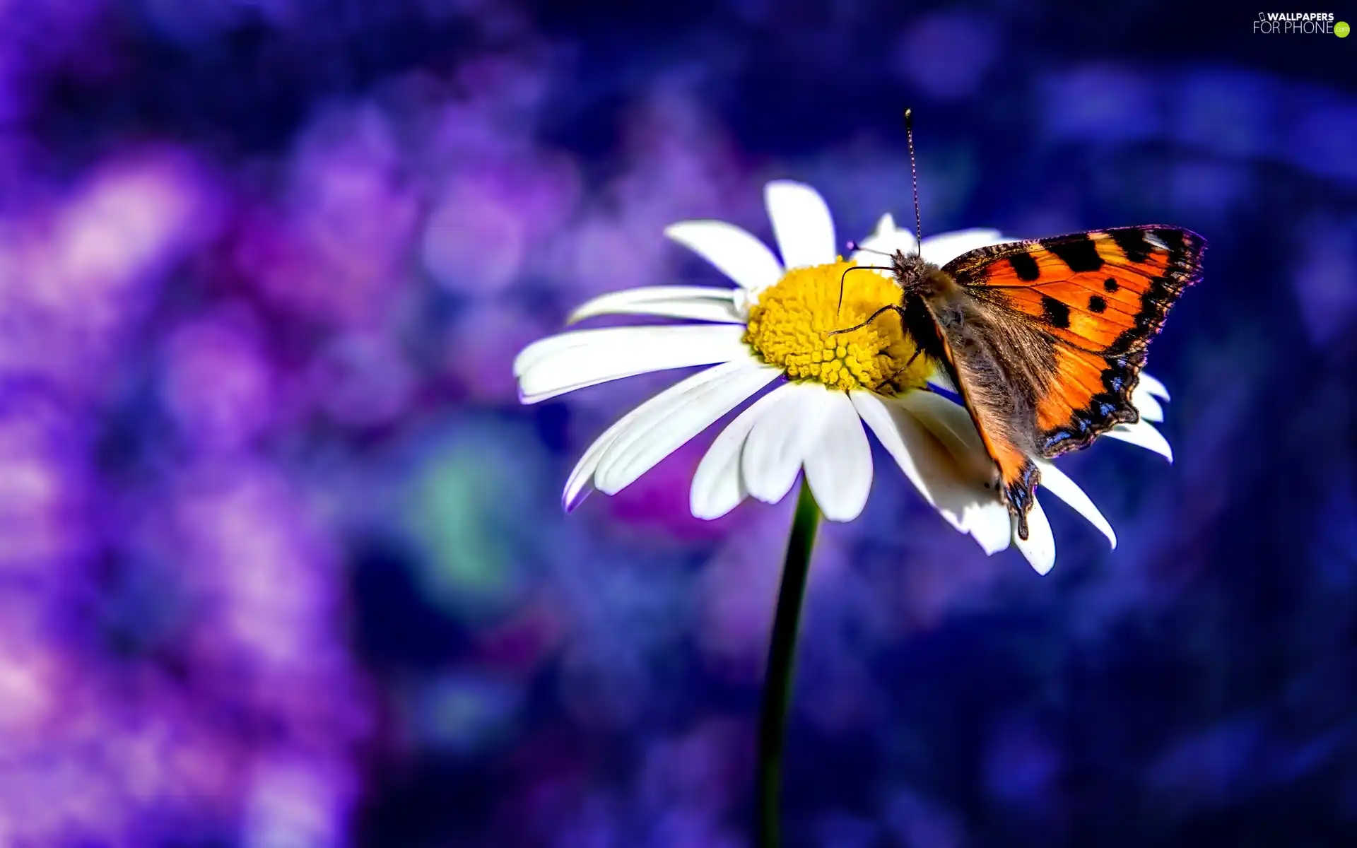 glamour, Daisy, butterfly