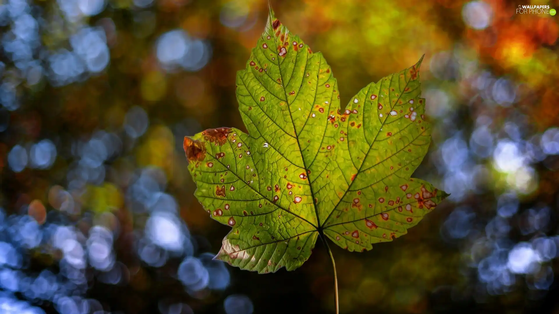 leaf, glamour