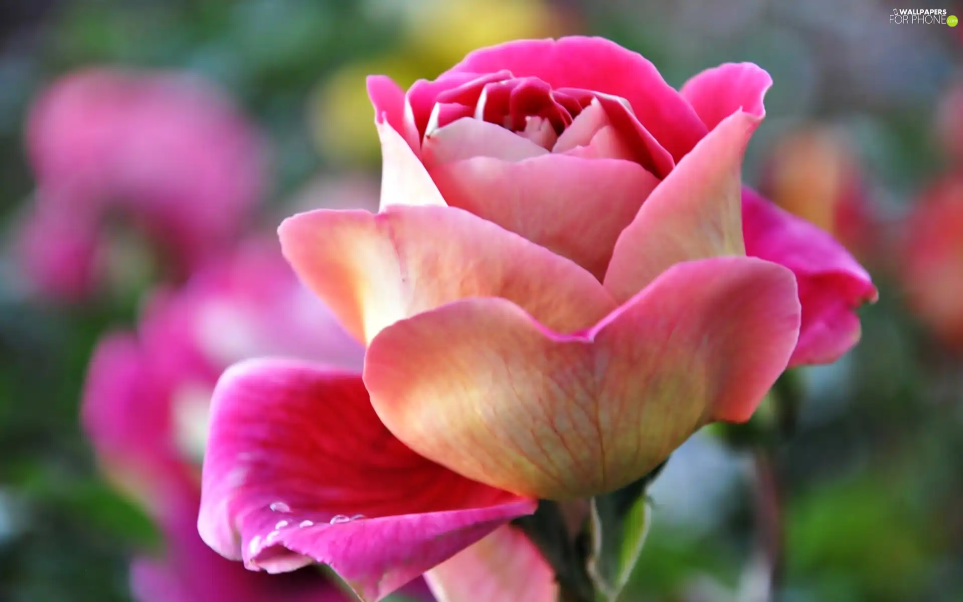 glamour, Pink, rose
