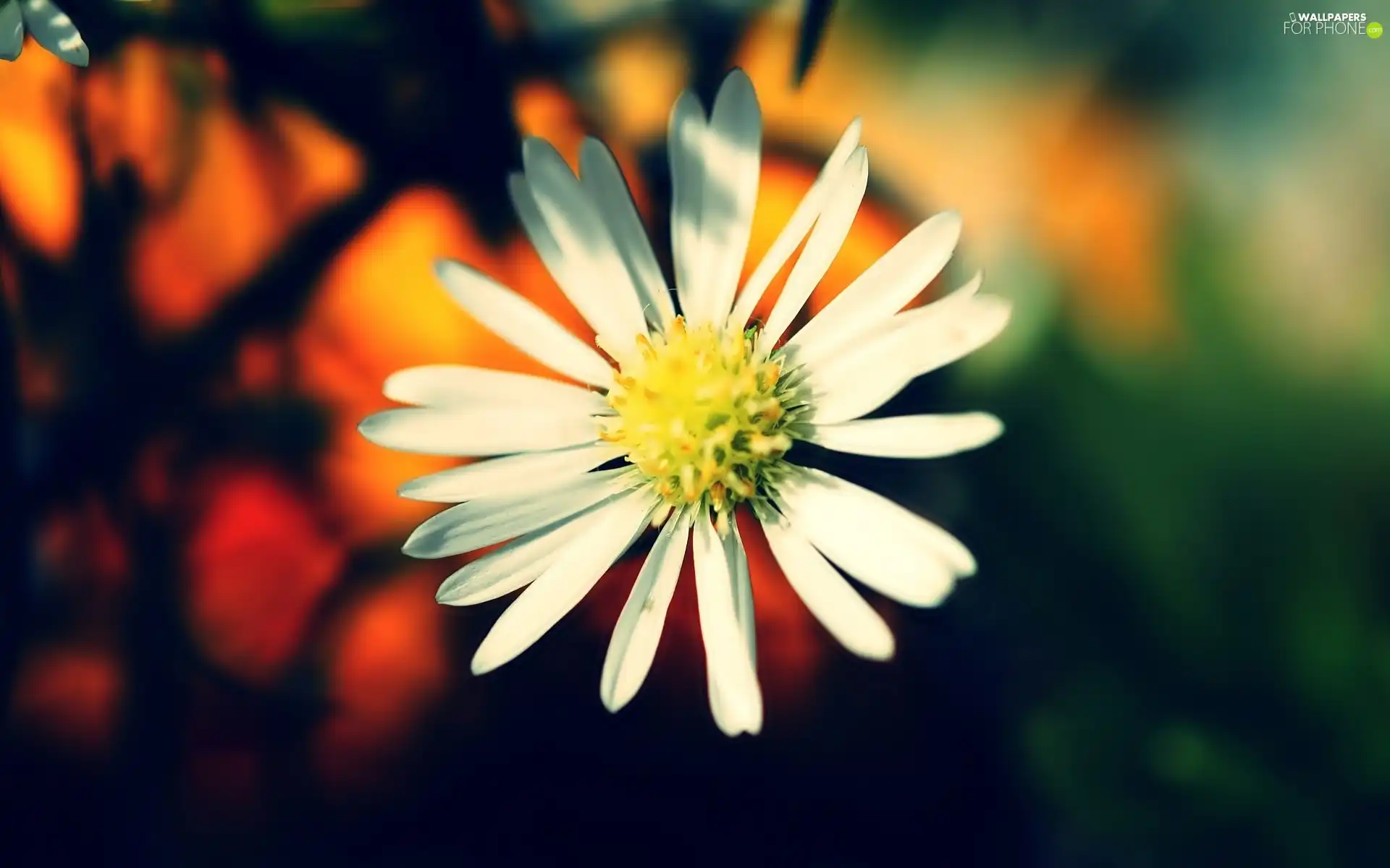 White, daisy, glamour, Flower