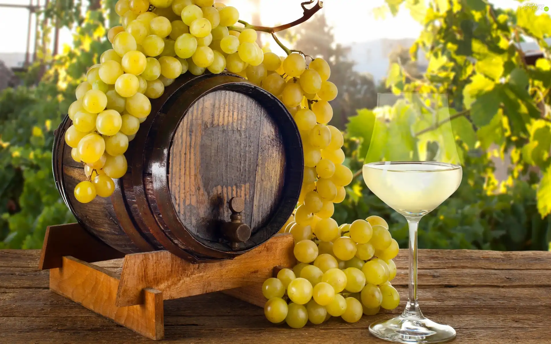 glass, composition, grapes, barrel, spray