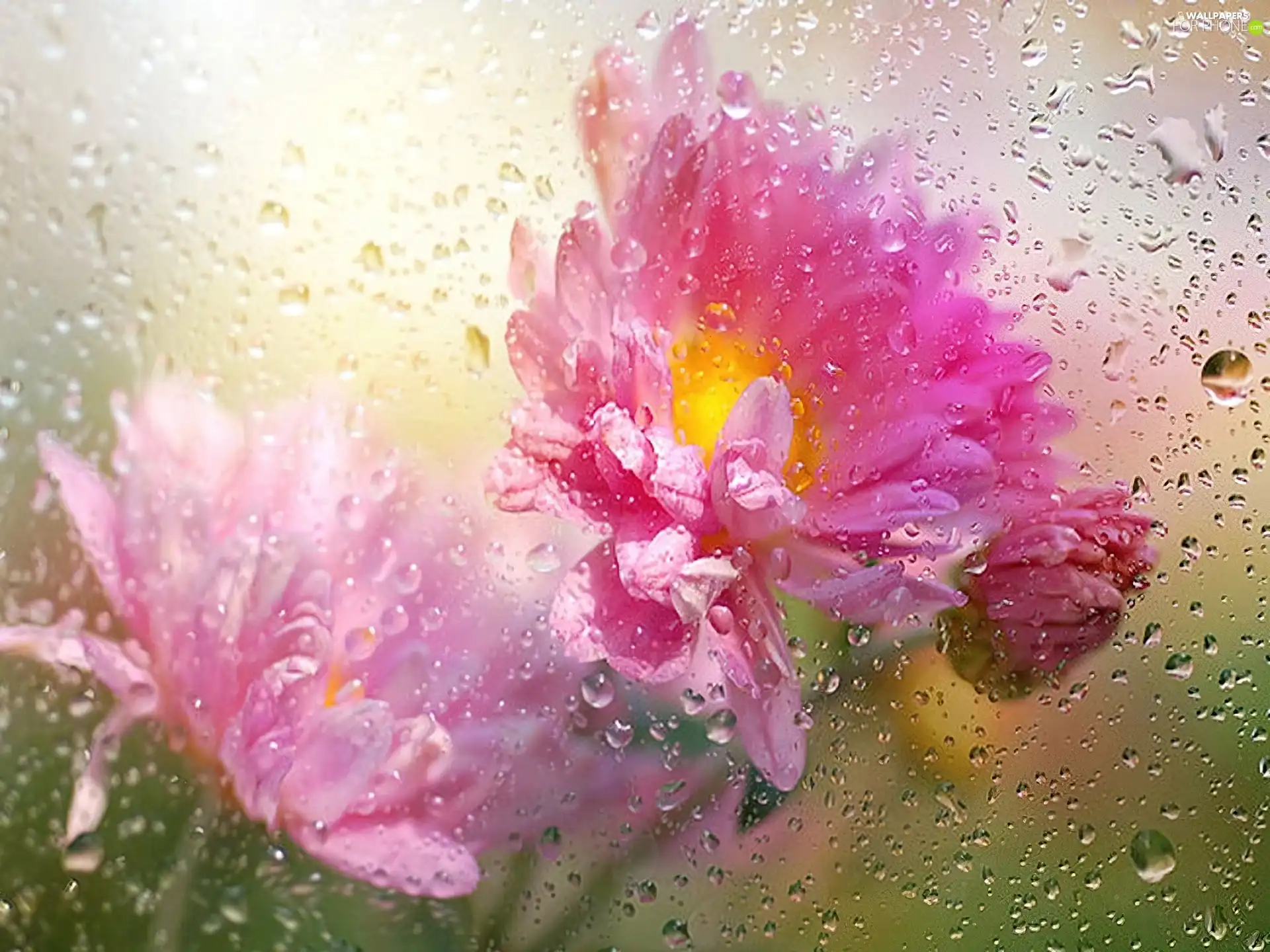 Flowers, water, Glass, drops