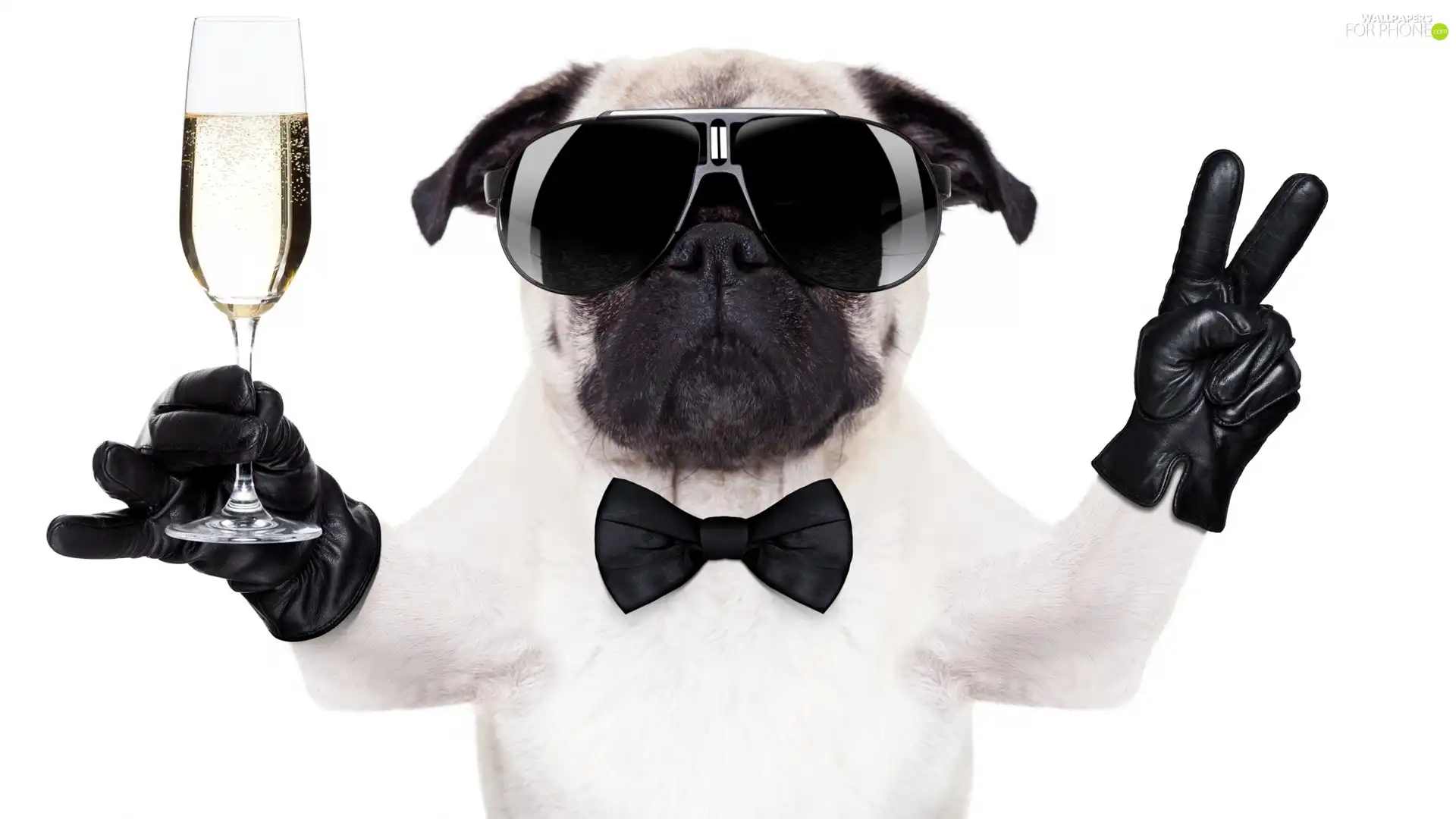 Glasses, dog, wine glass, Champagne, glove, pug