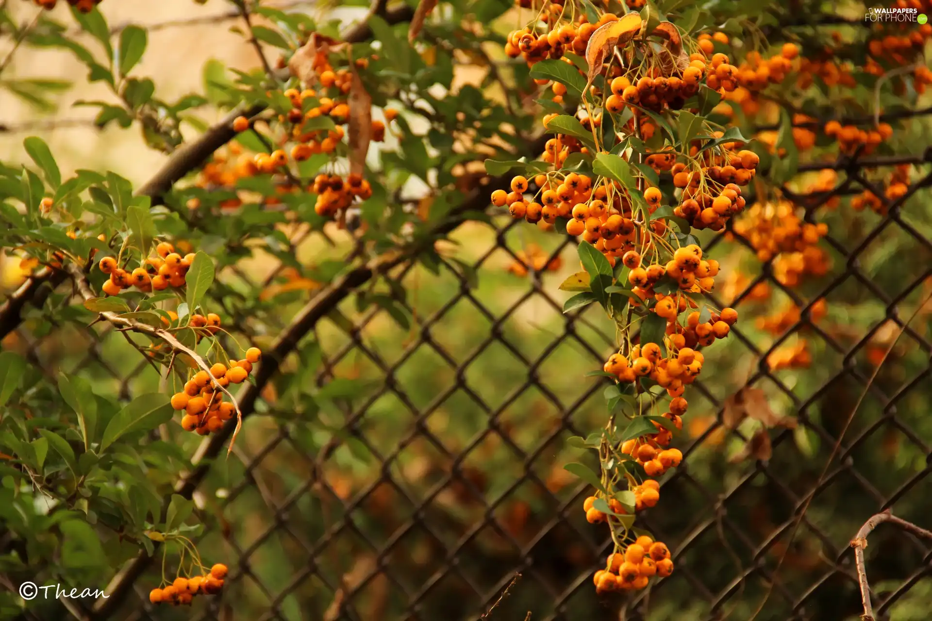 glimmer, scarlet, Orange, Fruits, Bush