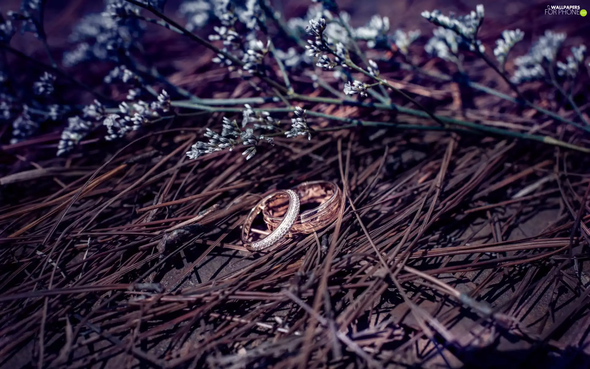 rings, jewellery, Flowers, Goniolimon Tataricum, dry, Two