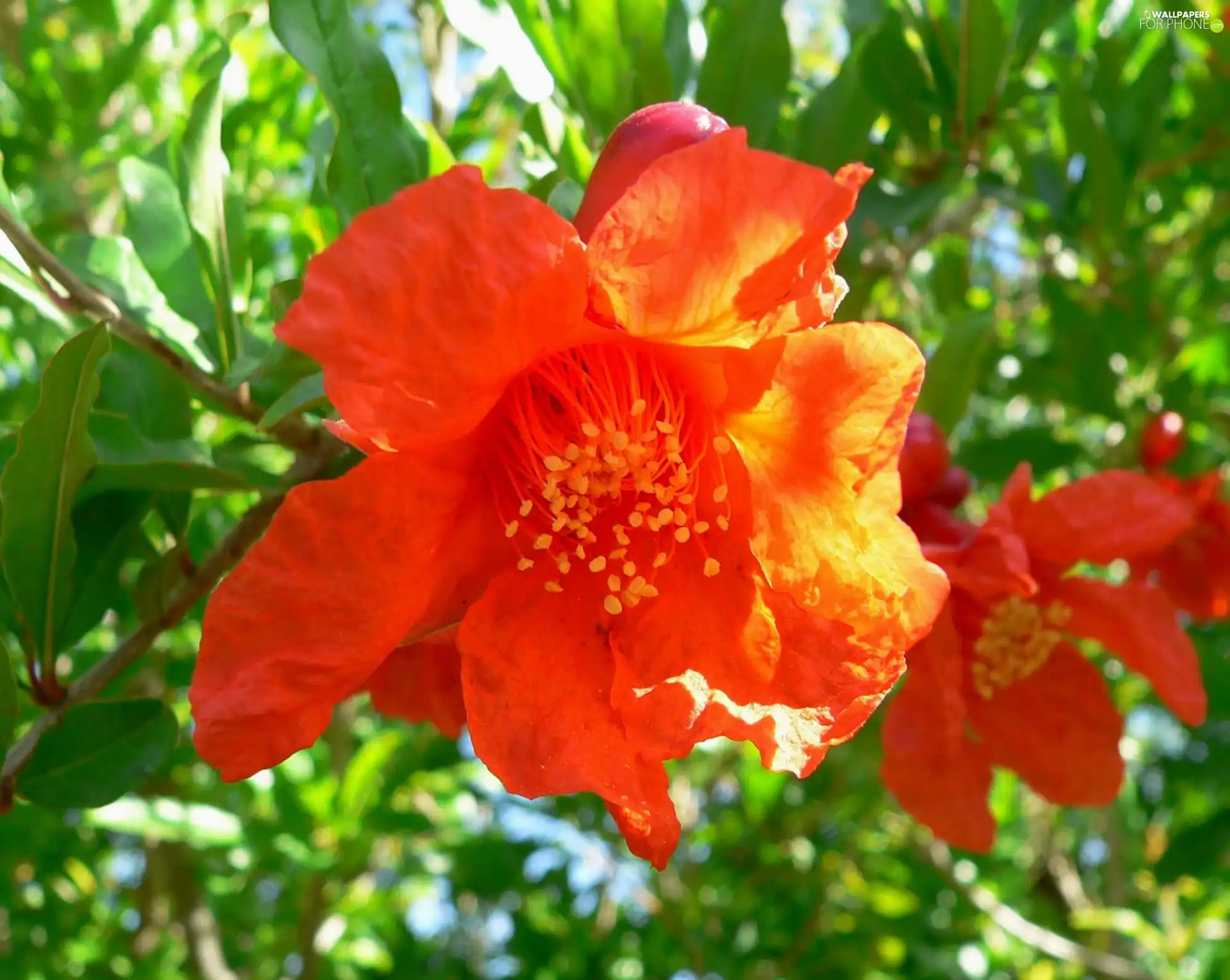 Punica, Colourfull Flowers, Granatu, Granatum