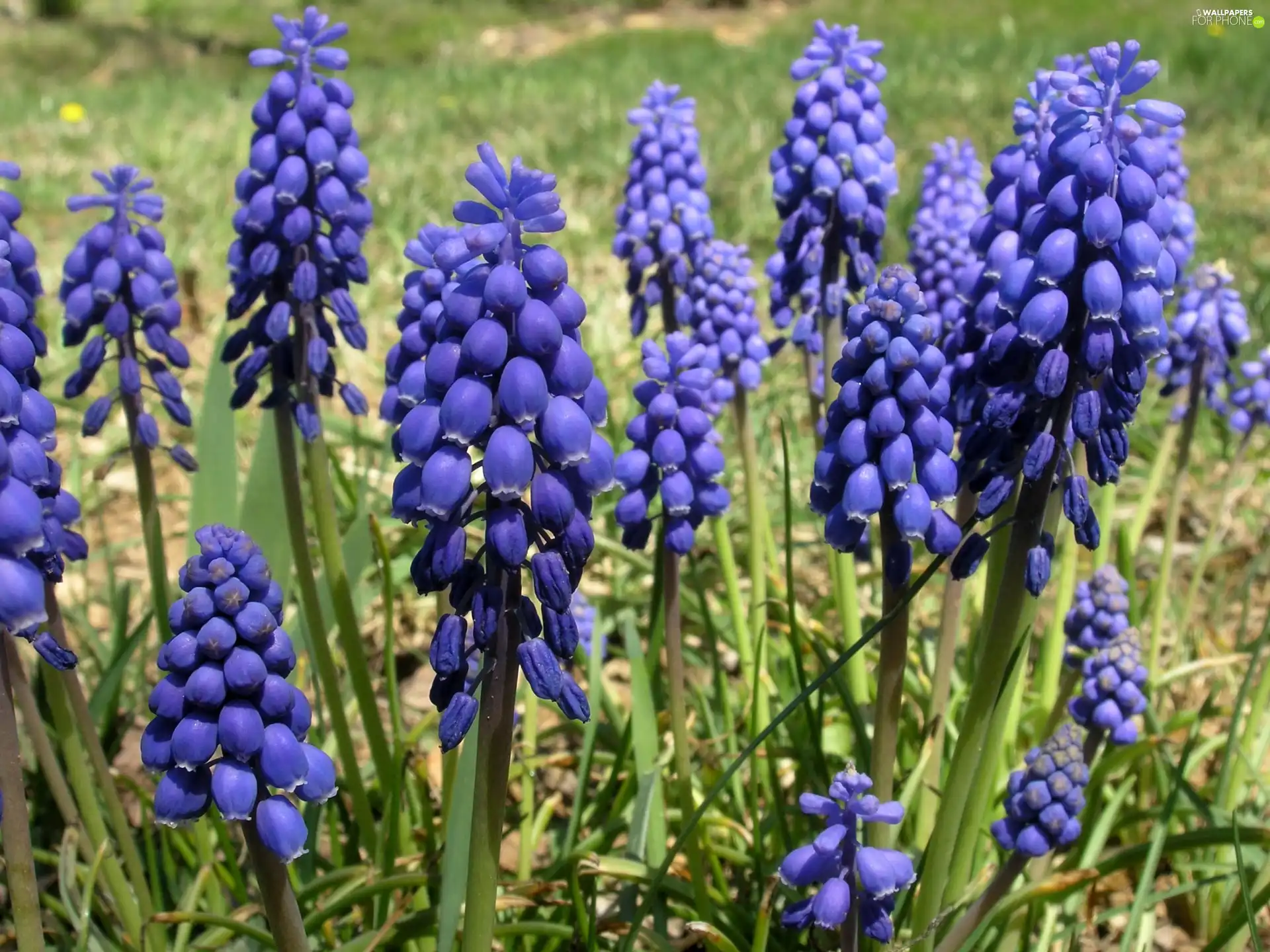 Armenian grape hyacinth