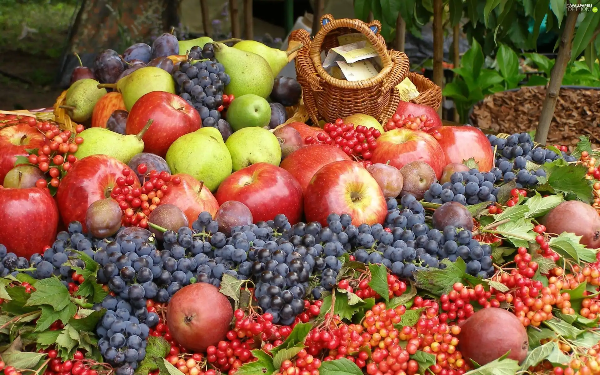 basket, harvest, truck concrete mixer, grape, apples