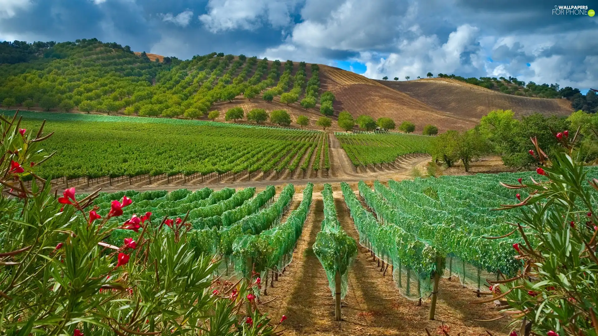 Grapes, vineyard, Bush