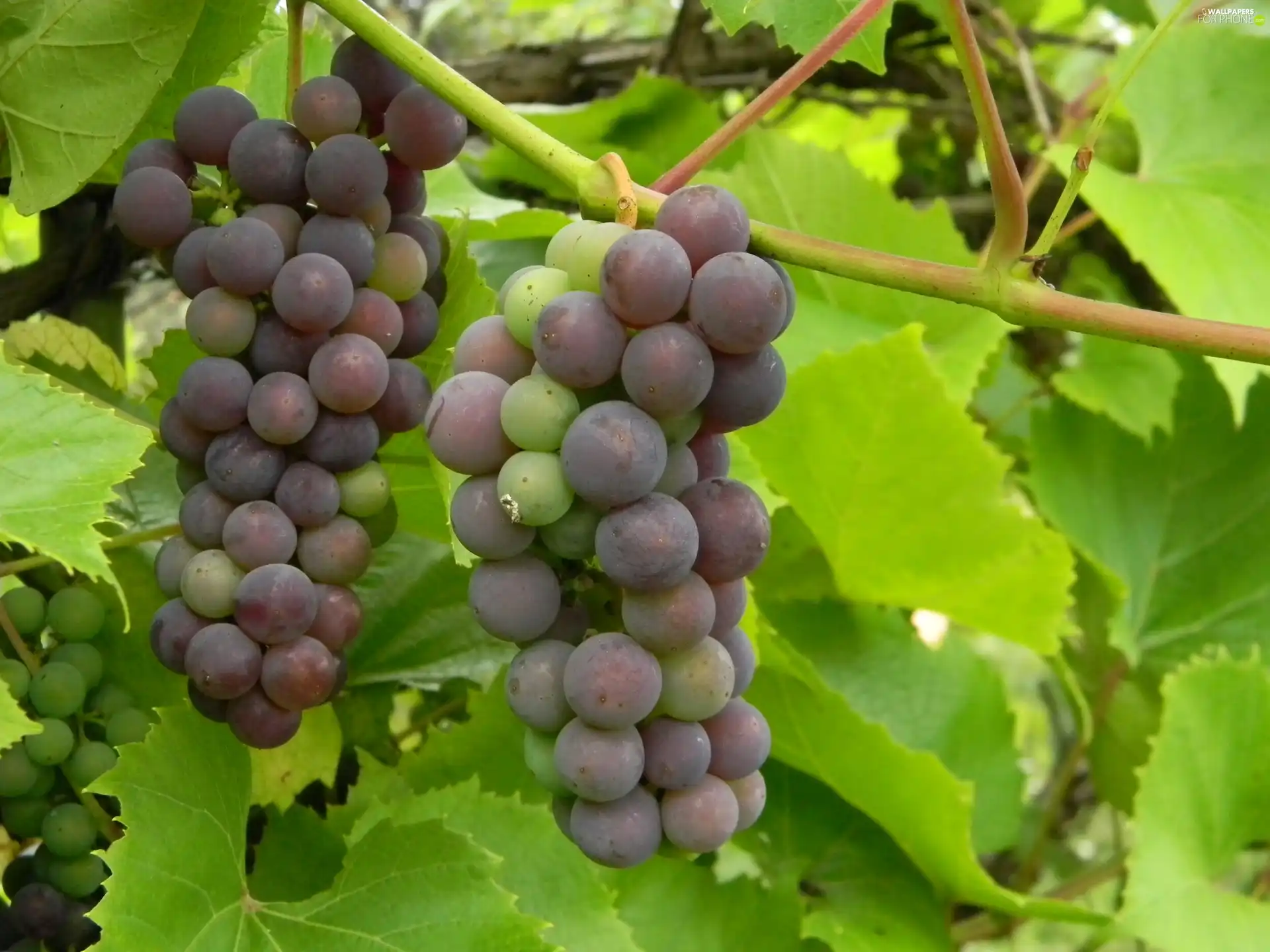 Grapes, maturing, dark