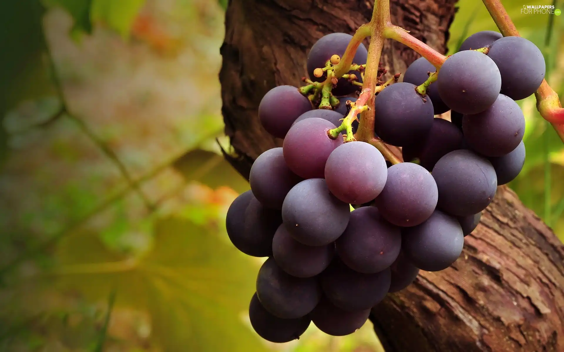 spray, grapes