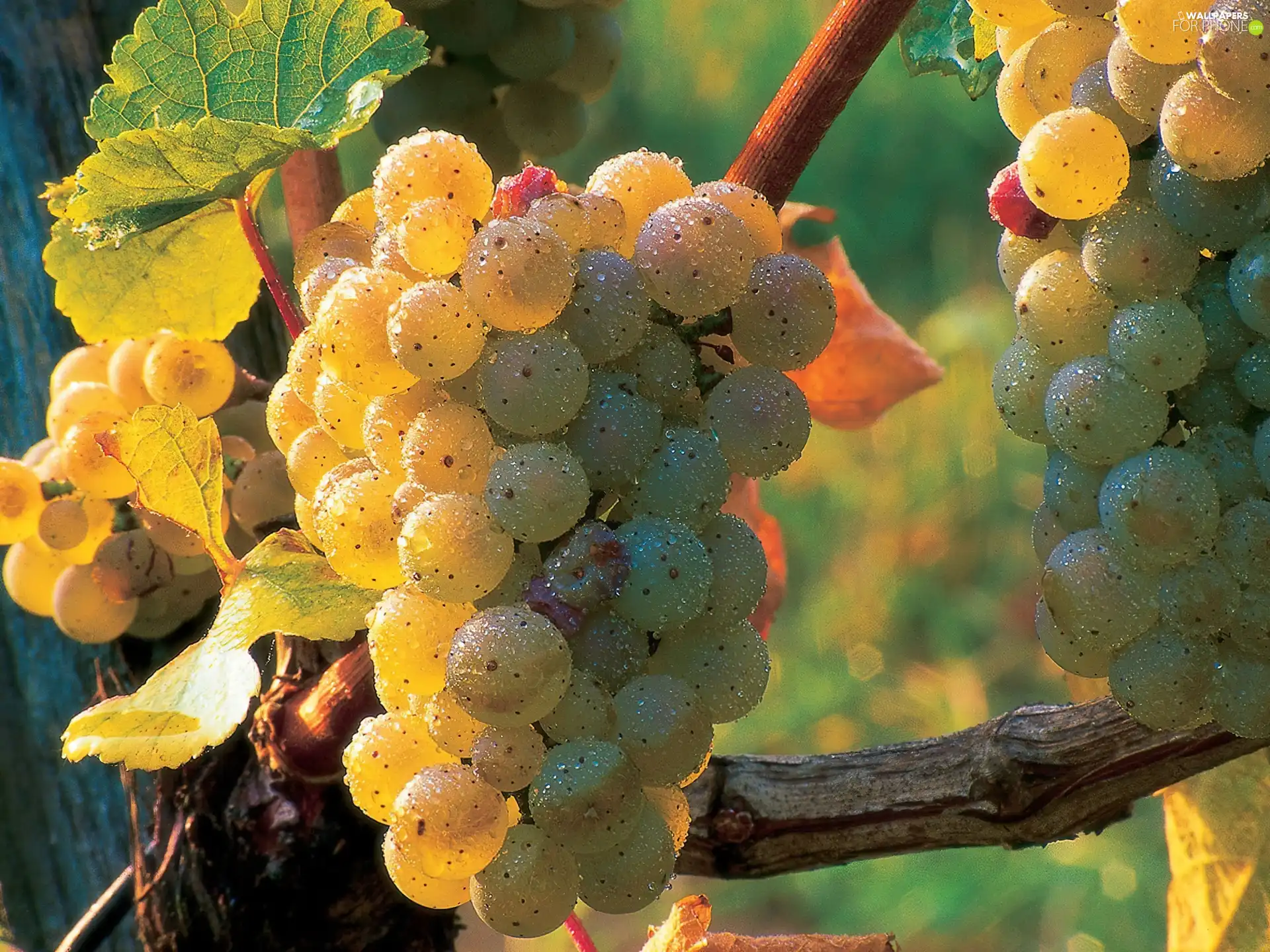 Grapes, Dewy, spray