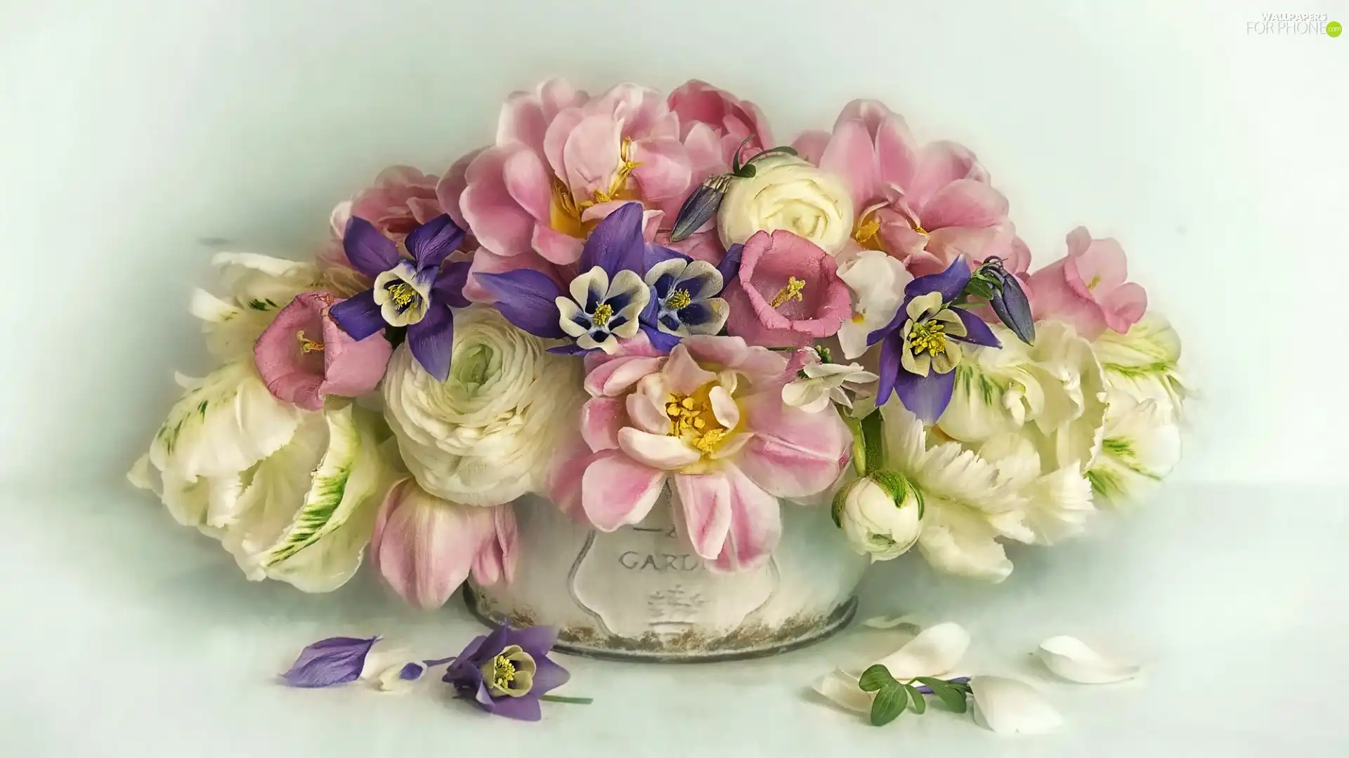 Columbines, graphics, bouquet, glaucoma, Flowers