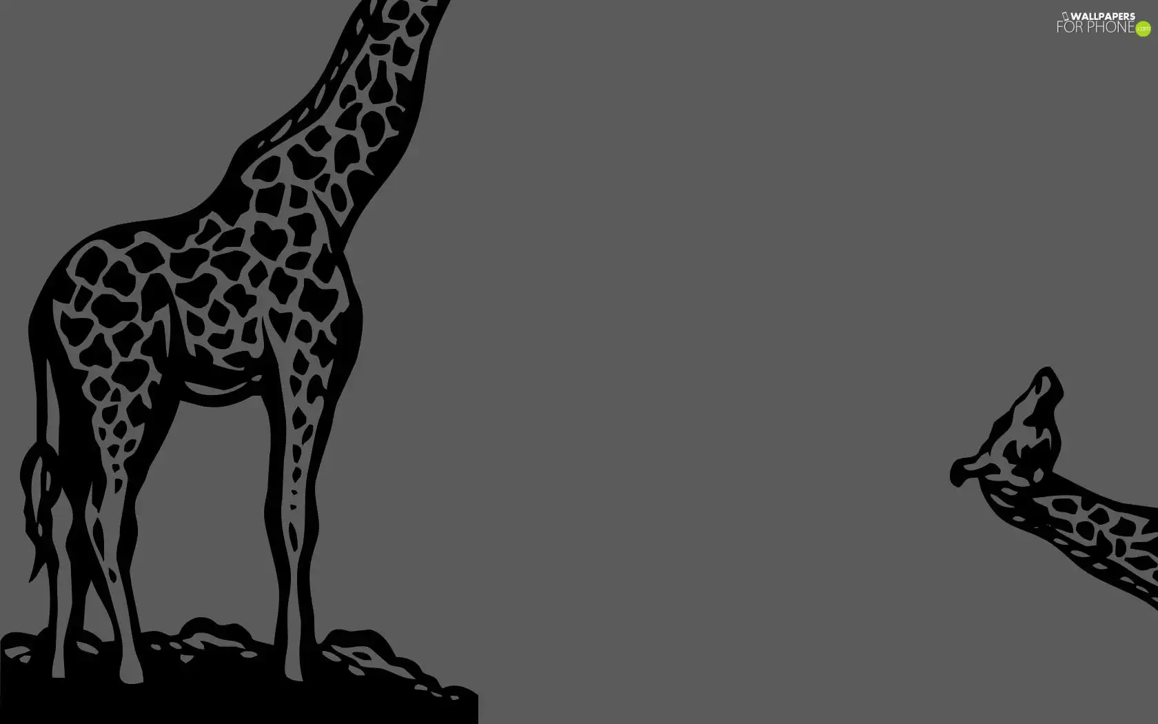 graphics, giraffe, Head