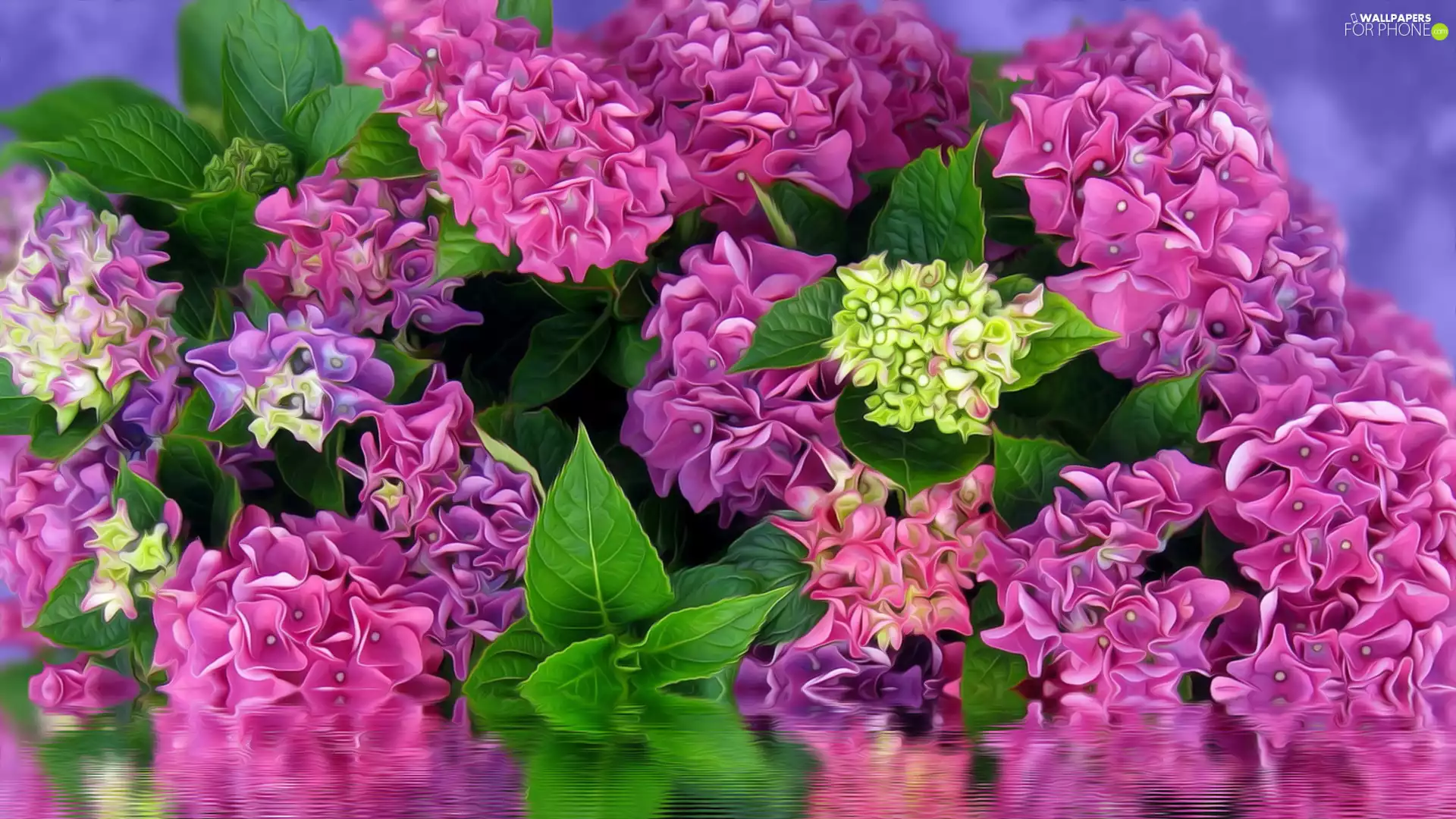 reflection, graphics, hydrangeas, water, Flowers