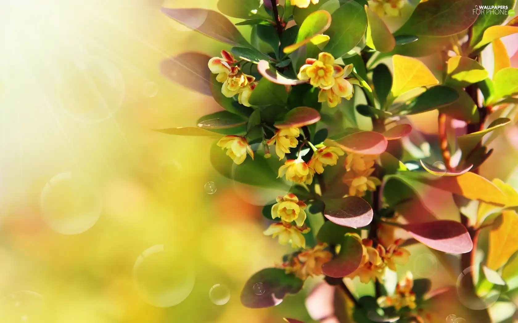 graphics, Flowers, leaves