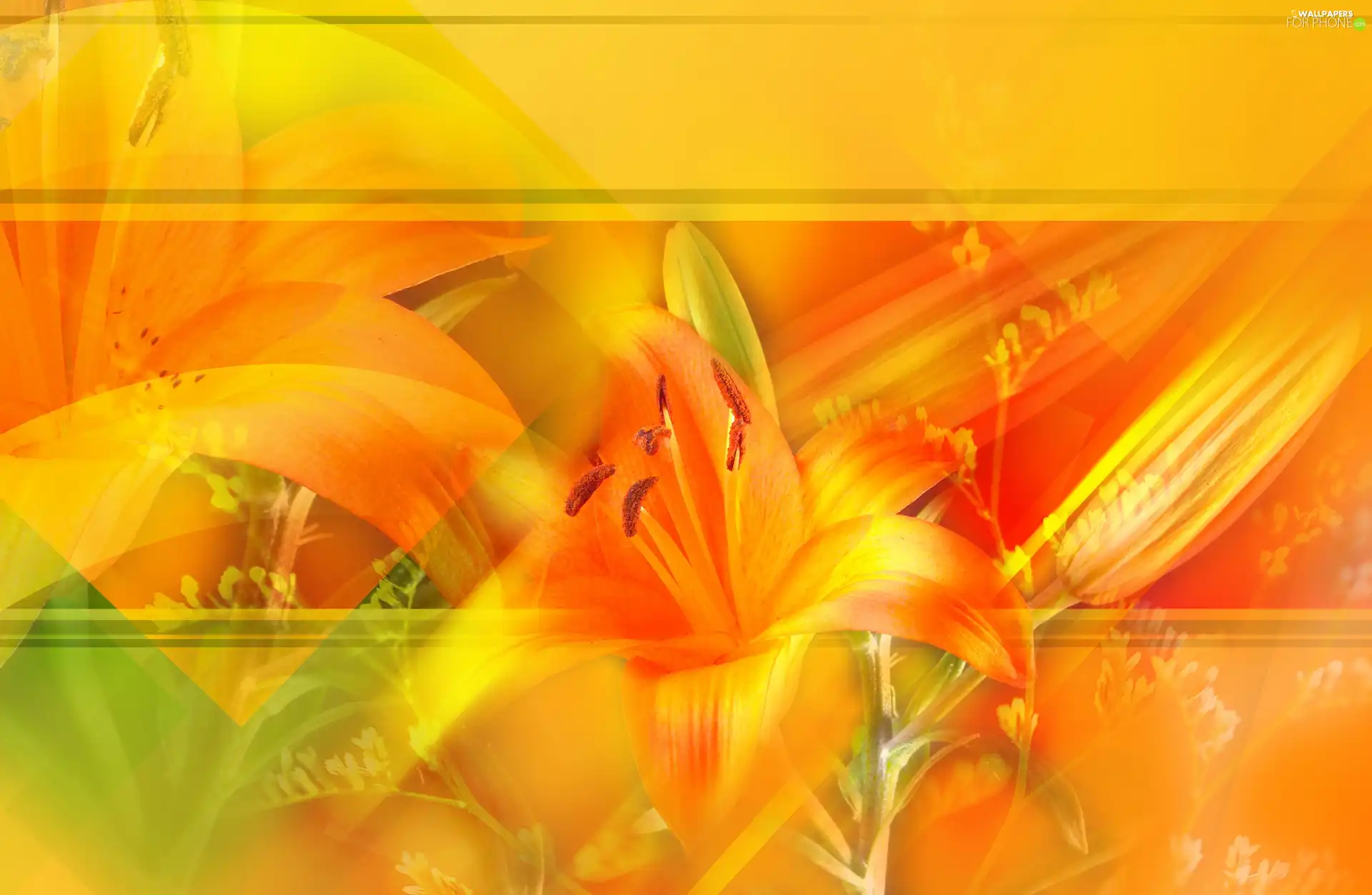 lilies, graphics