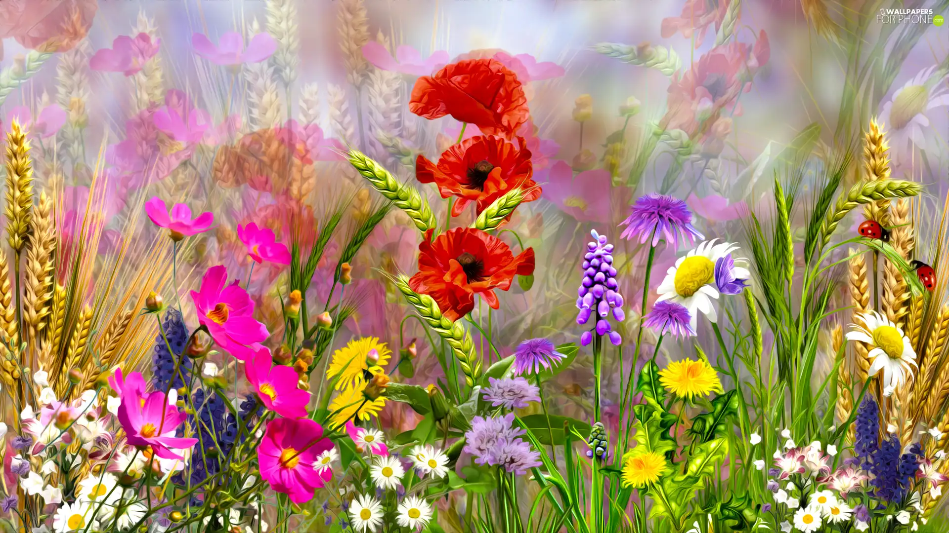 Cosmos, Flowers, Ears, graphics, corn, papavers