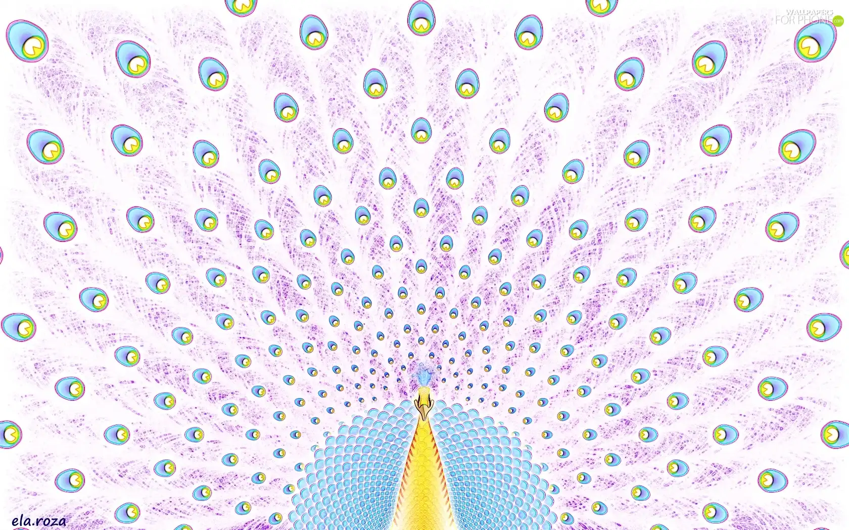 peacock, graphics