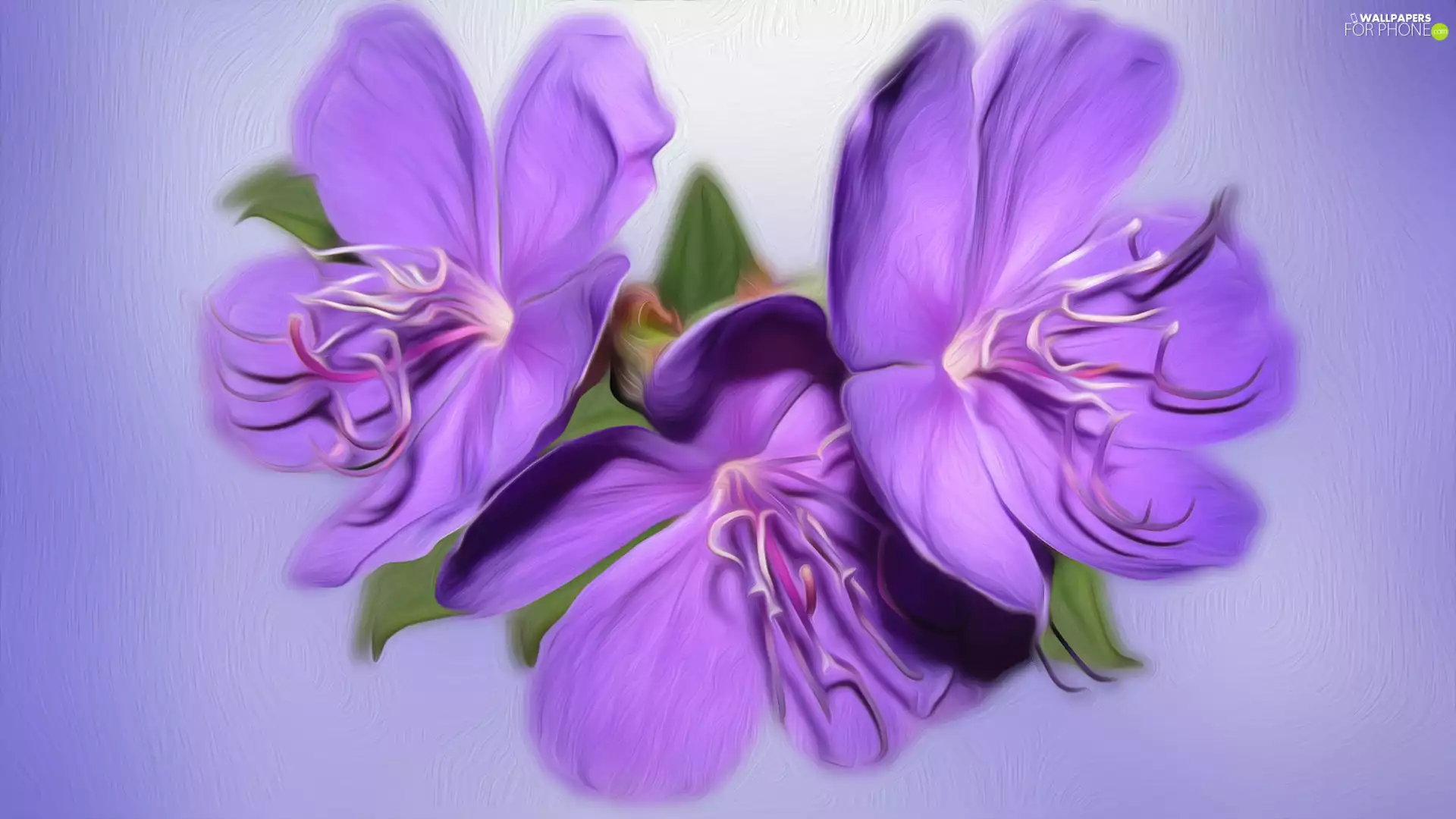 graphics, Flowers, purple