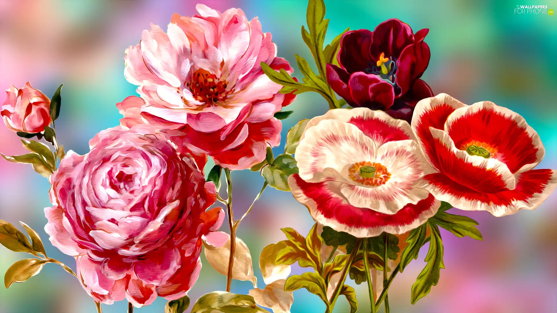 tulip, graphics, roses, papavers, Flowers