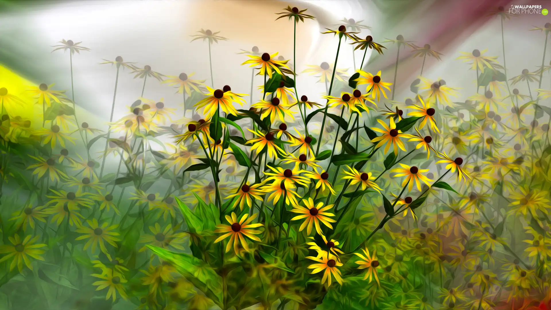 graphics, Flowers, Rudbeckia