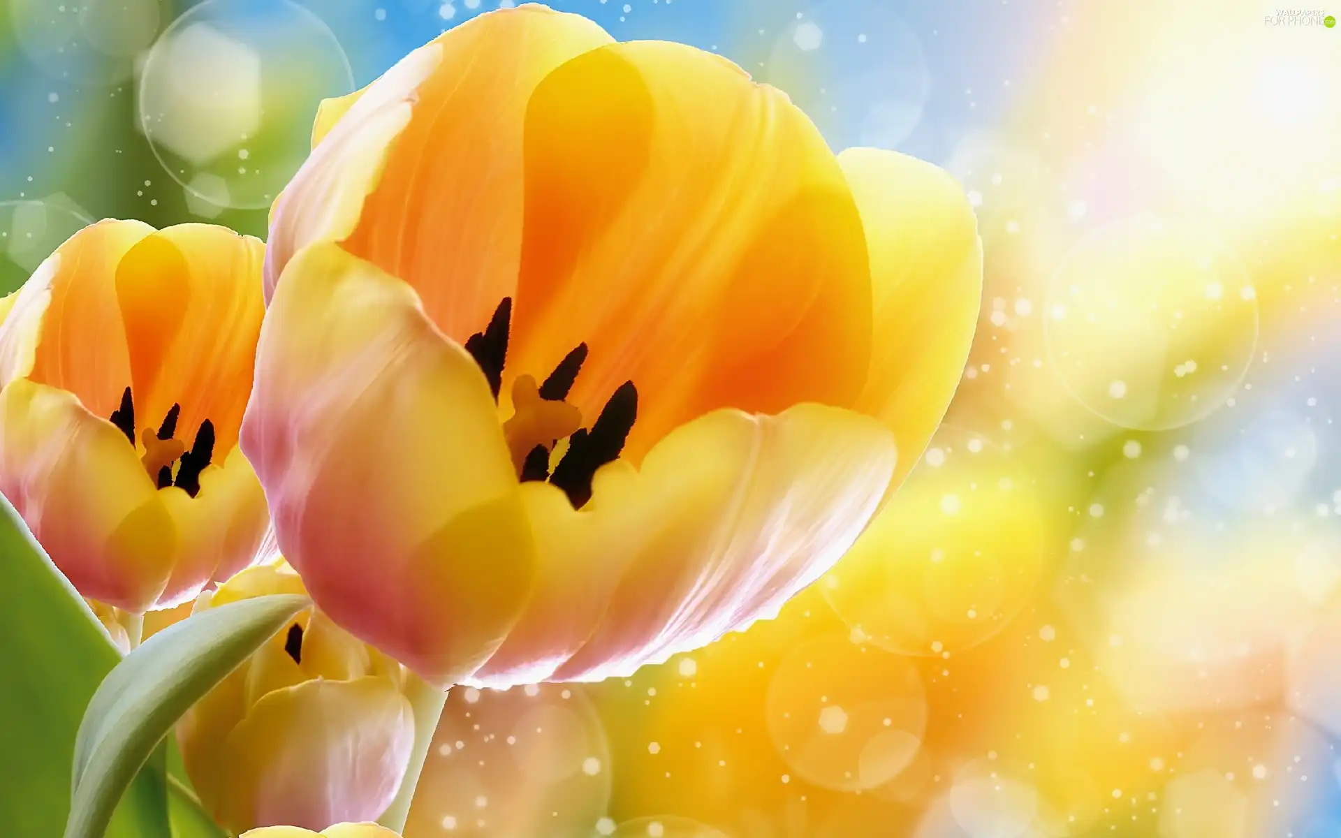 graphics, Yellow, Tulips