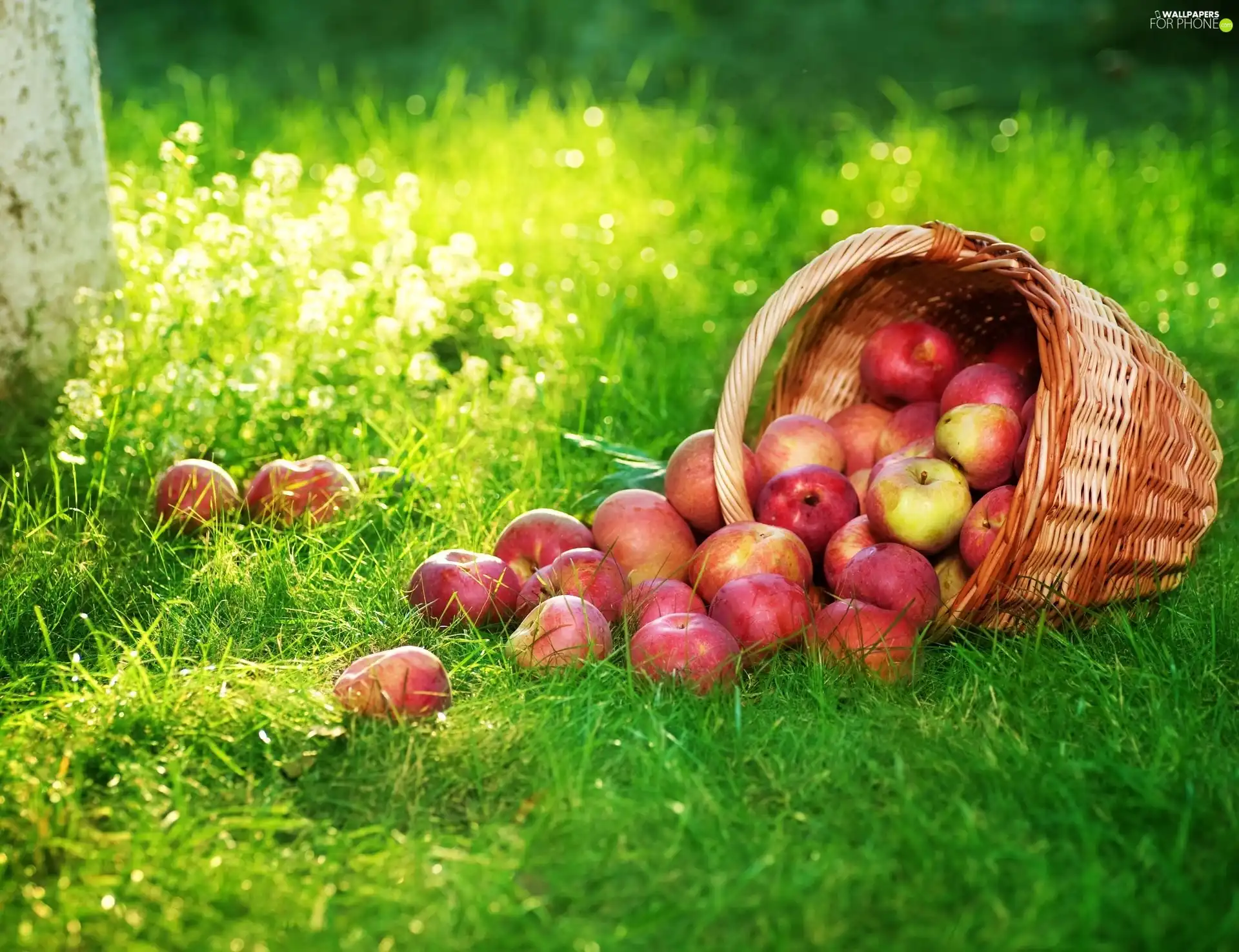 grass, apples, basket