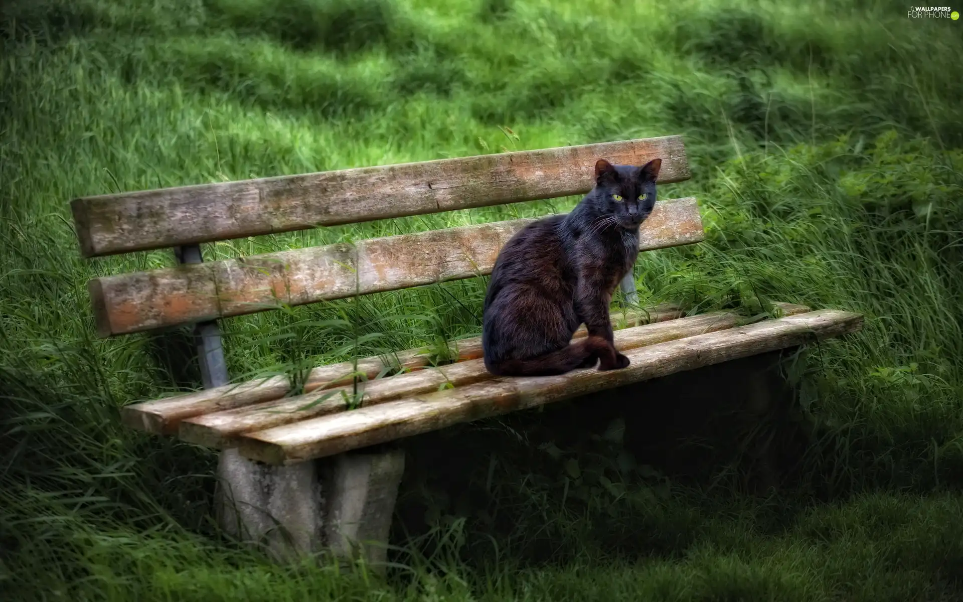 grass, cat, Bench